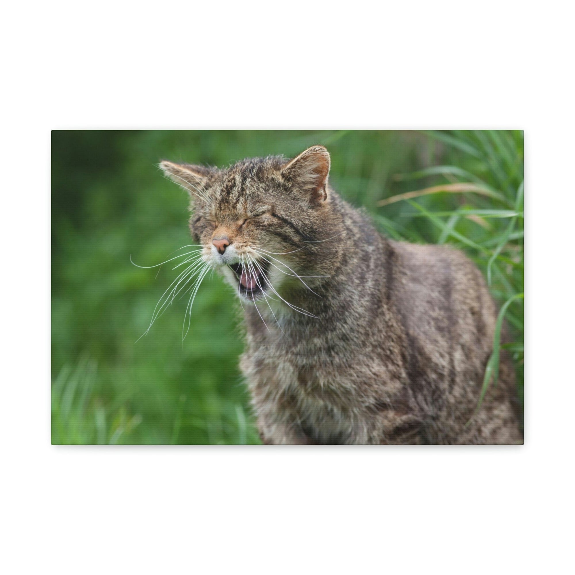 Funny Wildcat Silly Wildcat Scene Outside Wall Art Ready to Hang Unframed-Express Your Love Gifts