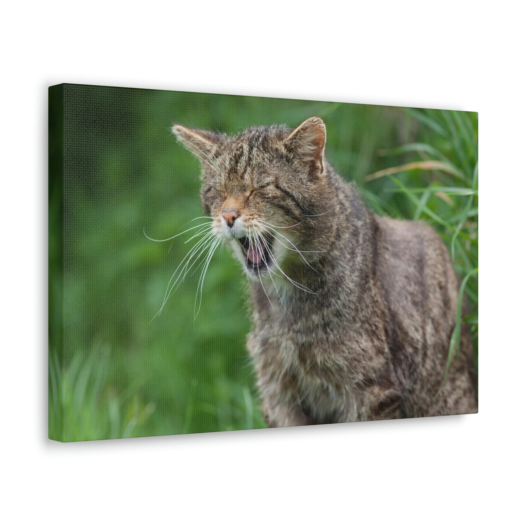 Funny Wildcat Silly Wildcat Scene Outside Wall Art Ready to Hang Unframed-Express Your Love Gifts