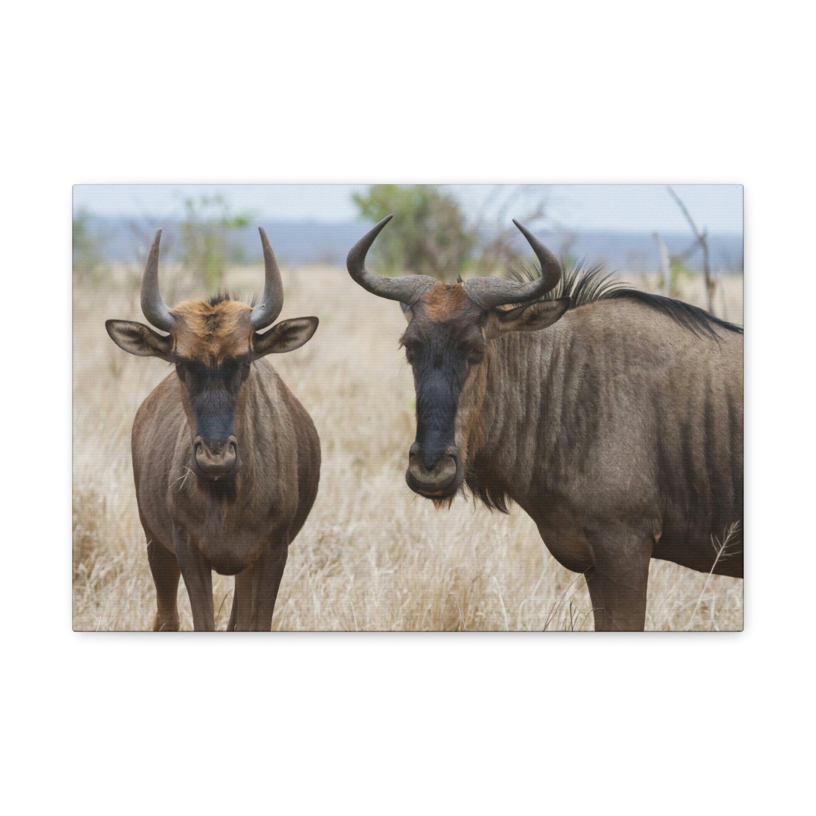 Funny Wildebeest Silly Wildebeest Scene Couple Wall Art Ready to Hang Unframed-Express Your Love Gifts