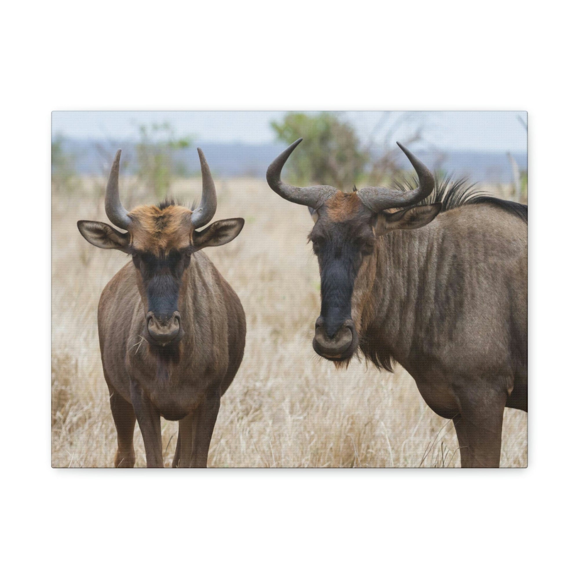 Funny Wildebeest Silly Wildebeest Scene Couple Wall Art Ready to Hang Unframed-Express Your Love Gifts