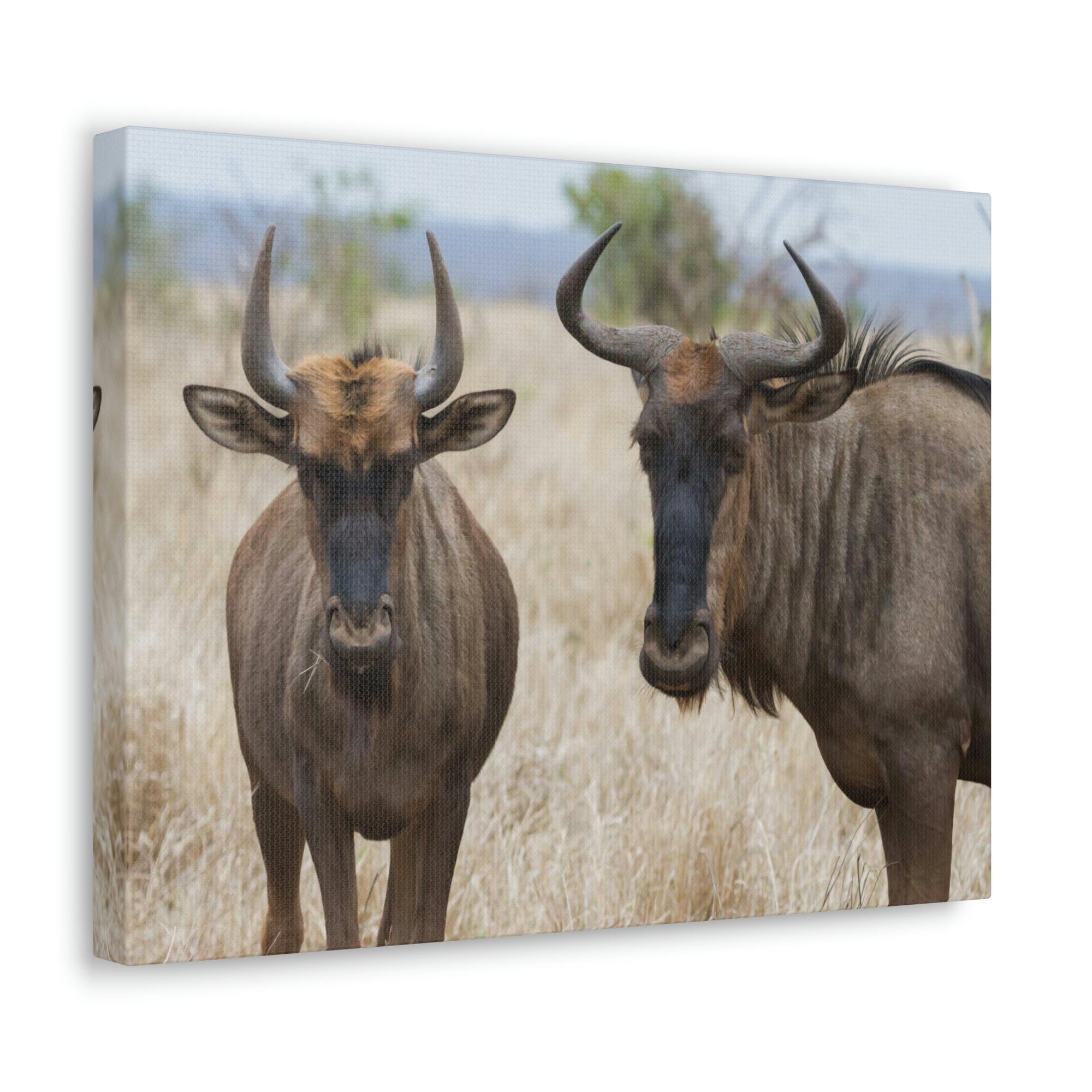 Funny Wildebeest Silly Wildebeest Scene Couple Wall Art Ready to Hang Unframed-Express Your Love Gifts