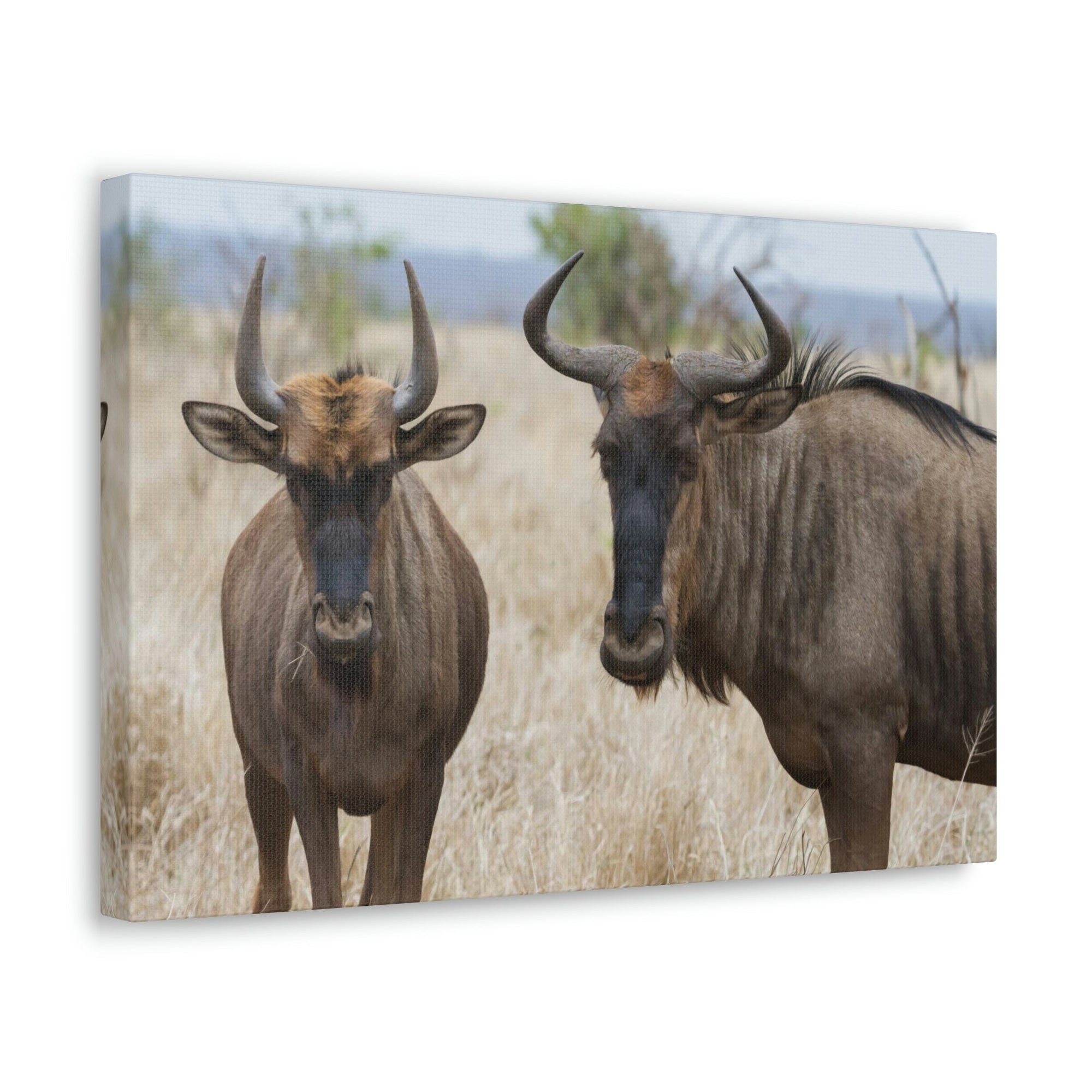 Funny Wildebeest Silly Wildebeest Scene Couple Wall Art Ready to Hang Unframed-Express Your Love Gifts