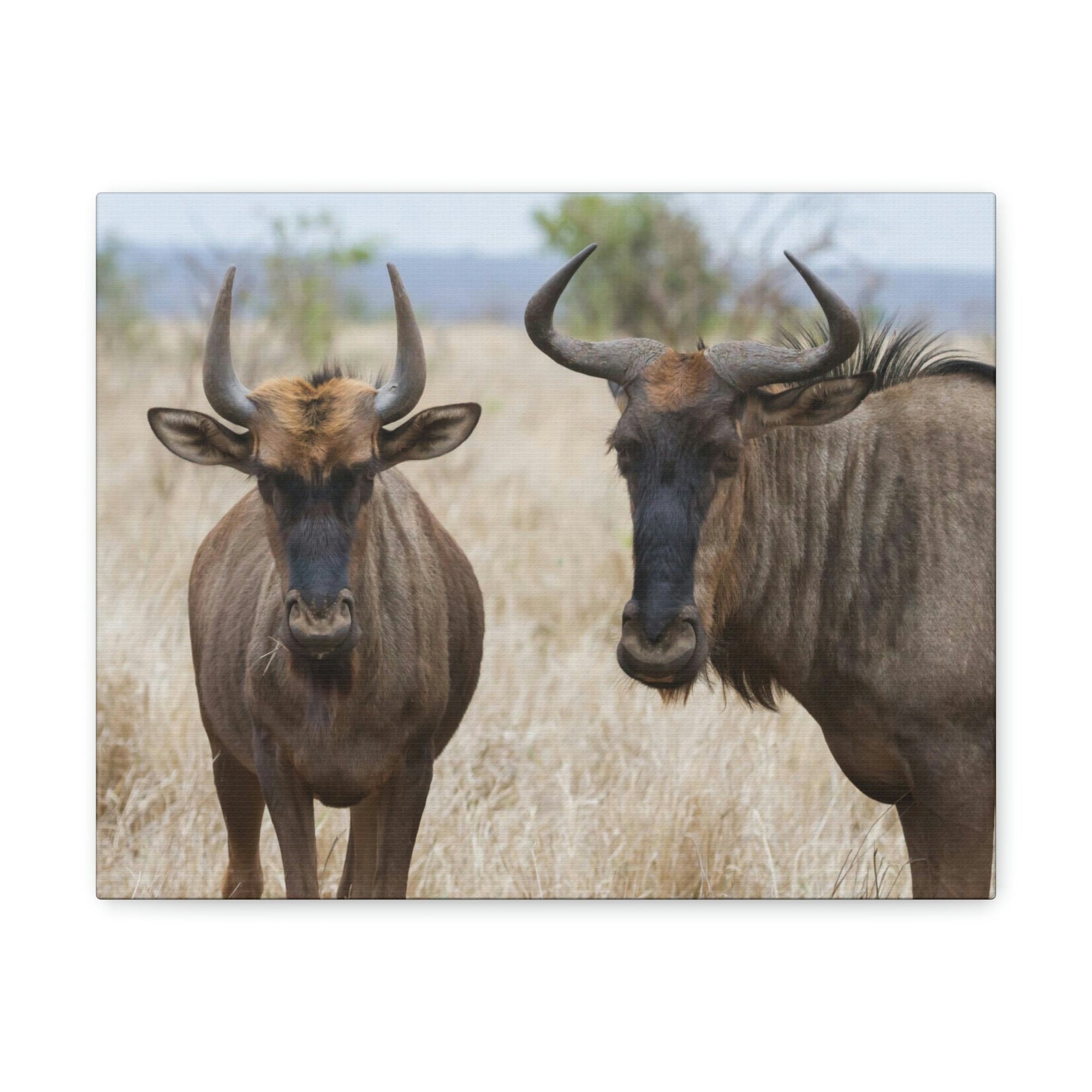 Funny Wildebeest Silly Wildebeest Scene Couple Wall Art Ready to Hang Unframed-Express Your Love Gifts