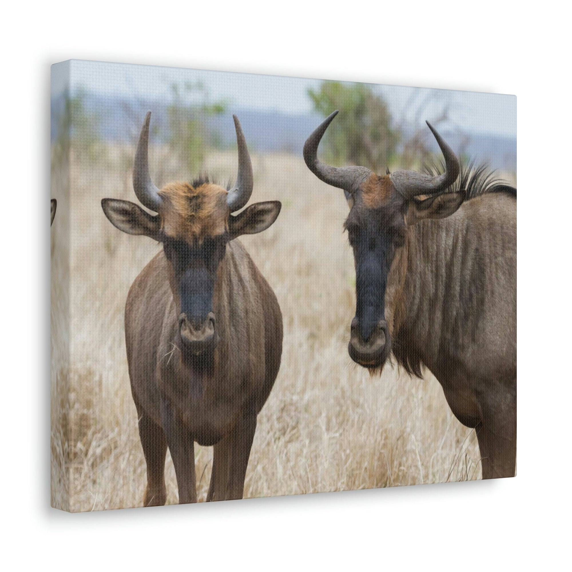 Funny Wildebeest Silly Wildebeest Scene Couple Wall Art Ready to Hang Unframed-Express Your Love Gifts