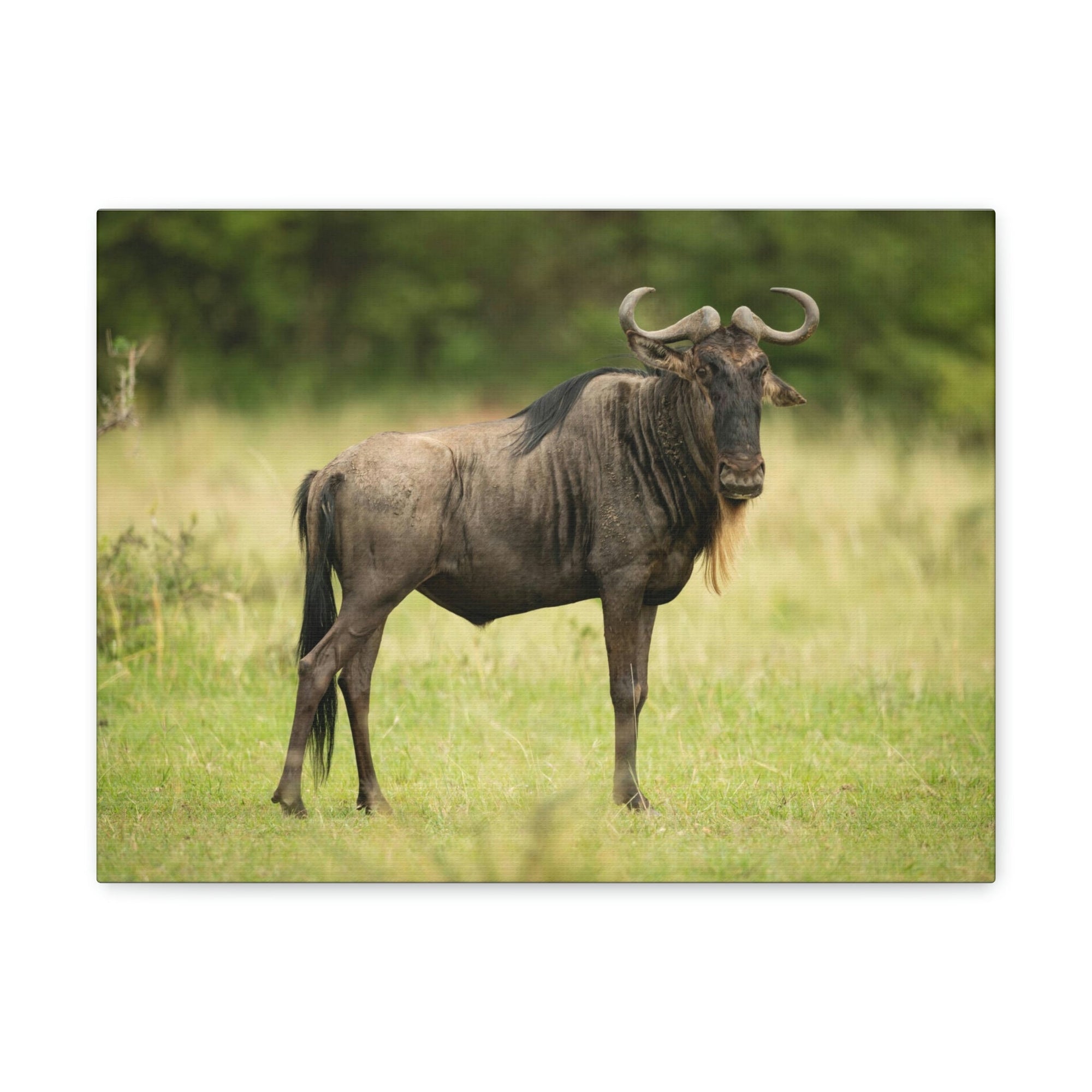 Funny Wildebeest Silly Wildebeest Scene Outdoor Wall Art Ready to Hang Unframed-Express Your Love Gifts