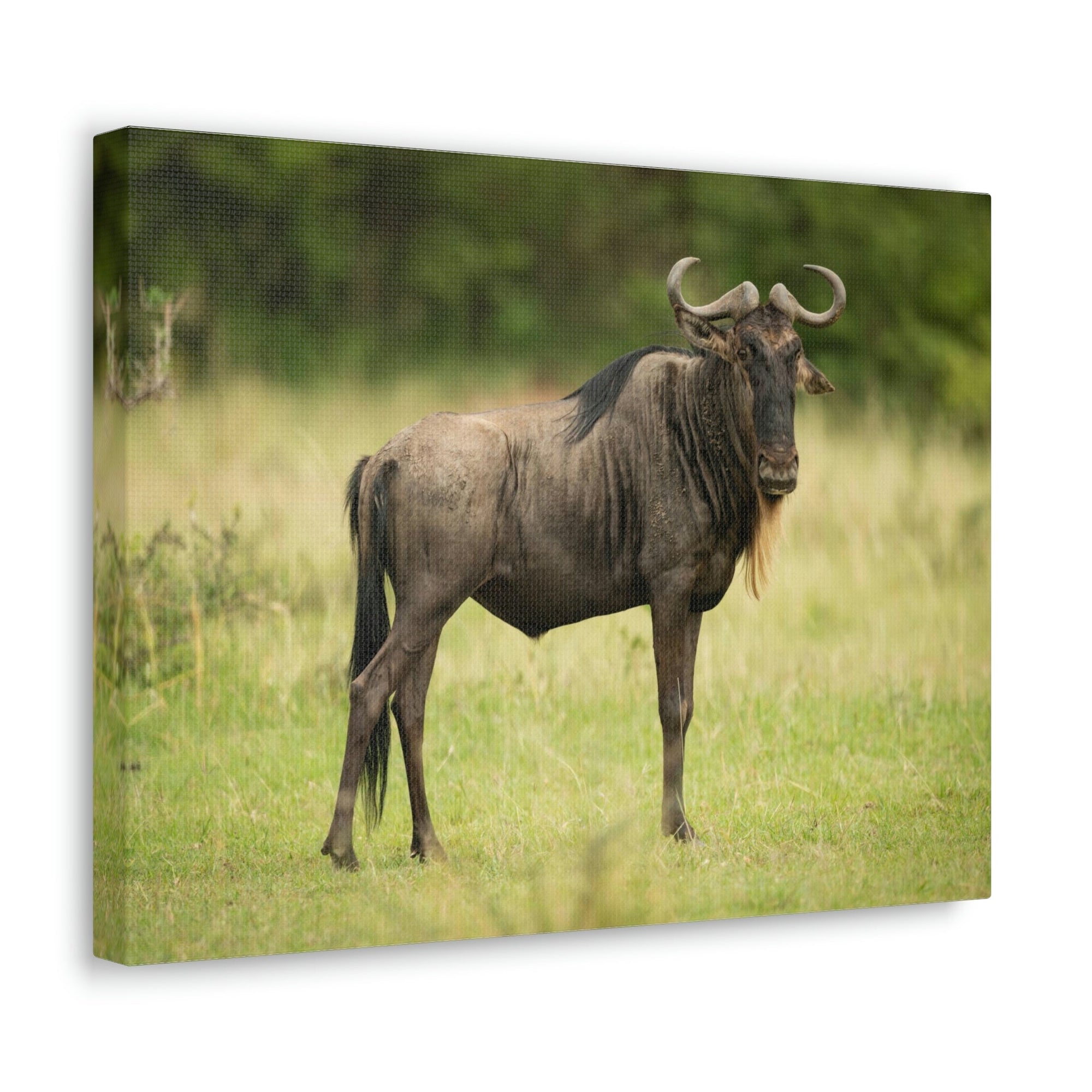 Funny Wildebeest Silly Wildebeest Scene Outdoor Wall Art Ready to Hang Unframed-Express Your Love Gifts