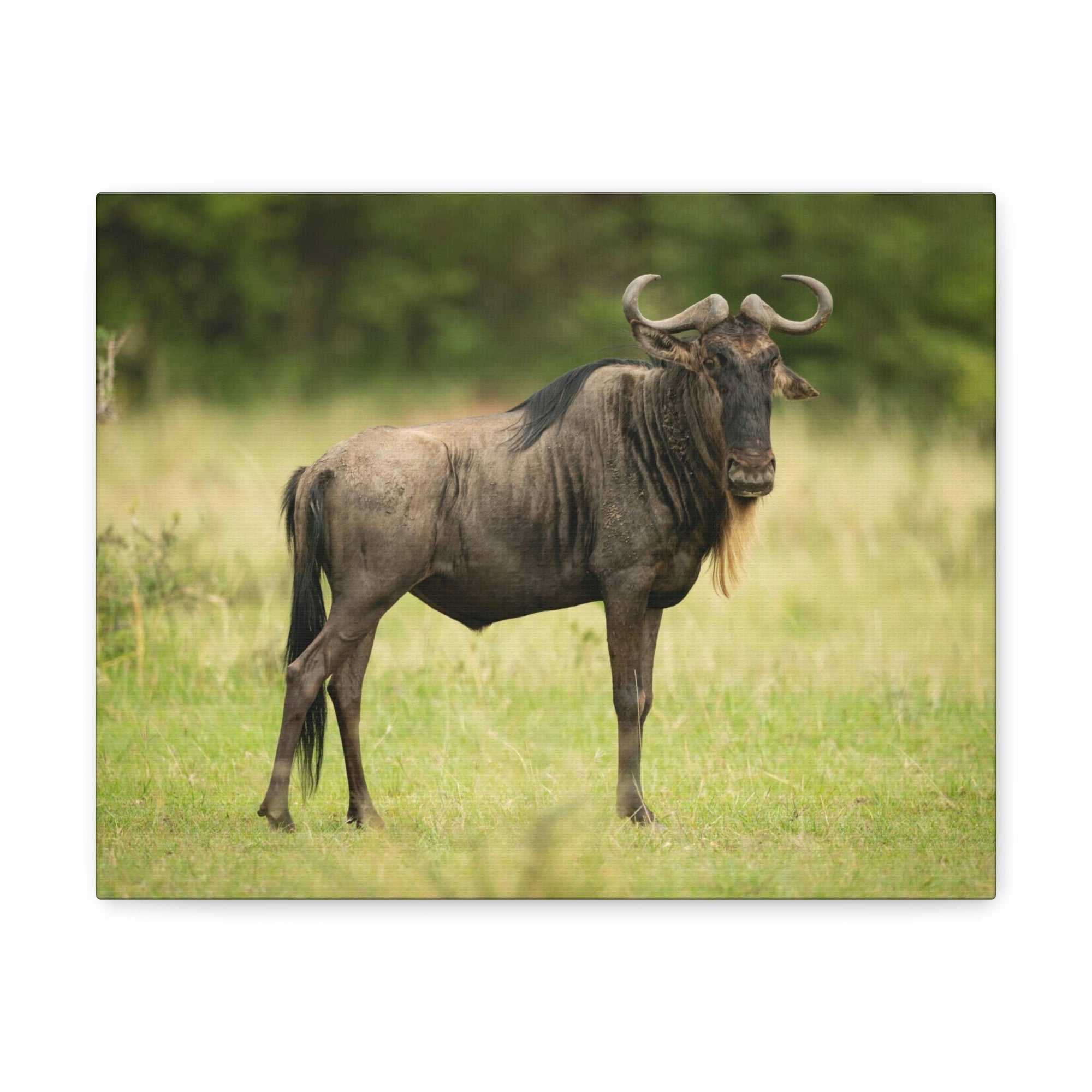 Funny Wildebeest Silly Wildebeest Scene Outdoor Wall Art Ready to Hang Unframed-Express Your Love Gifts