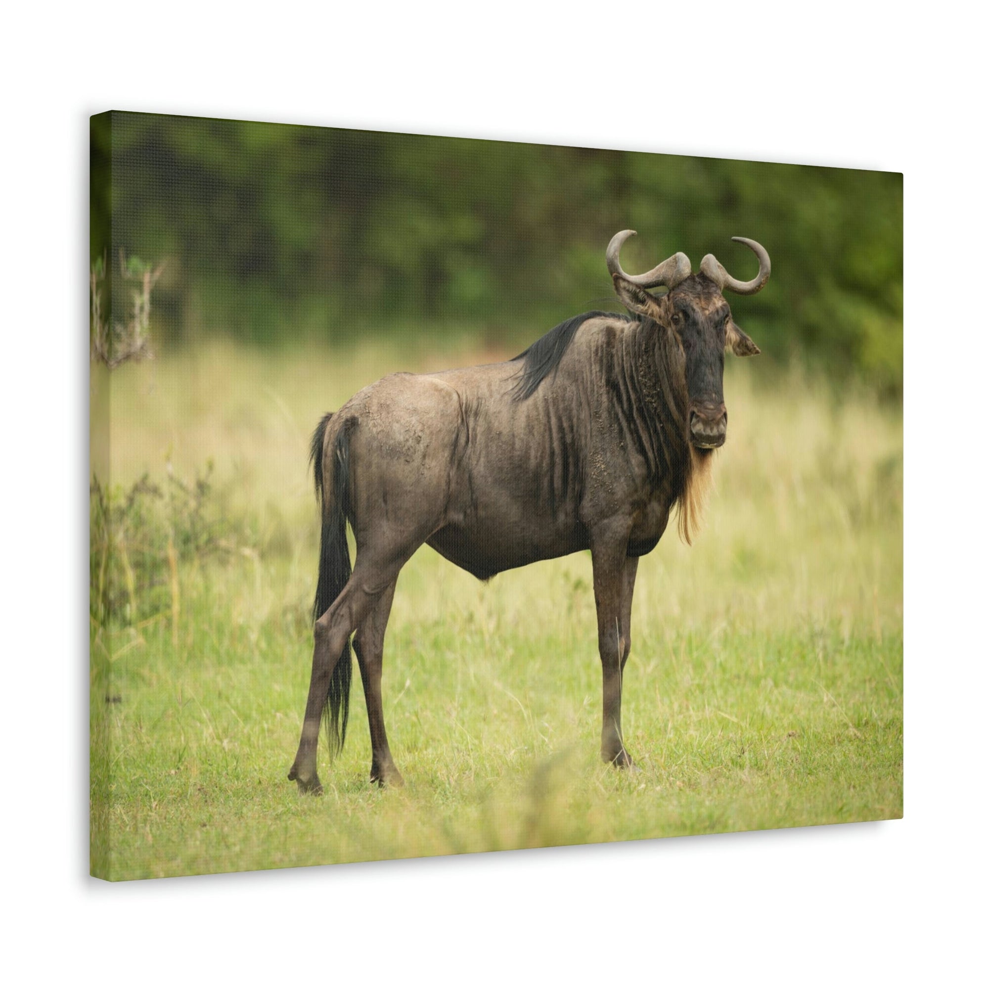 Funny Wildebeest Silly Wildebeest Scene Outdoor Wall Art Ready to Hang Unframed-Express Your Love Gifts