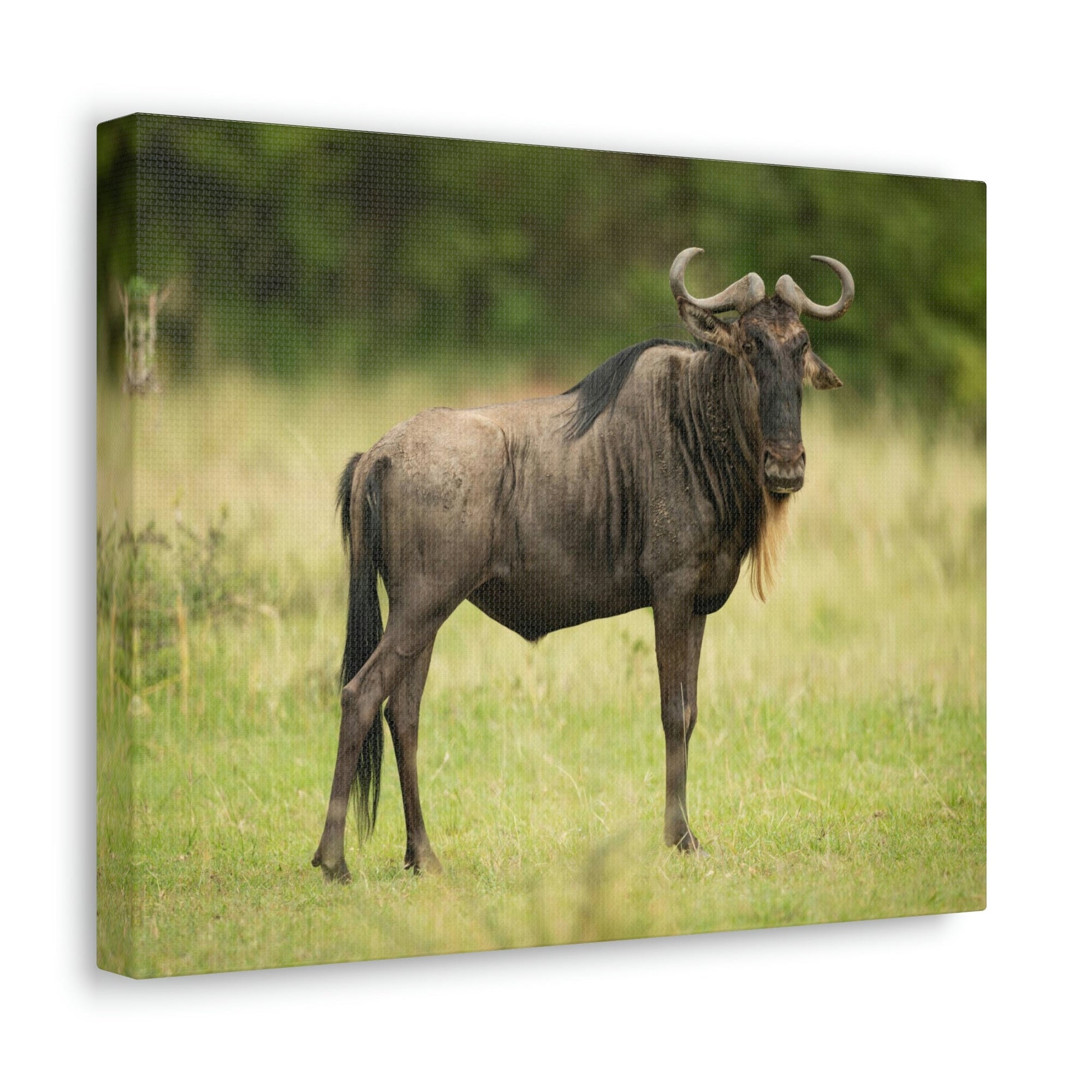 Funny Wildebeest Silly Wildebeest Scene Outdoor Wall Art Ready to Hang Unframed-Express Your Love Gifts