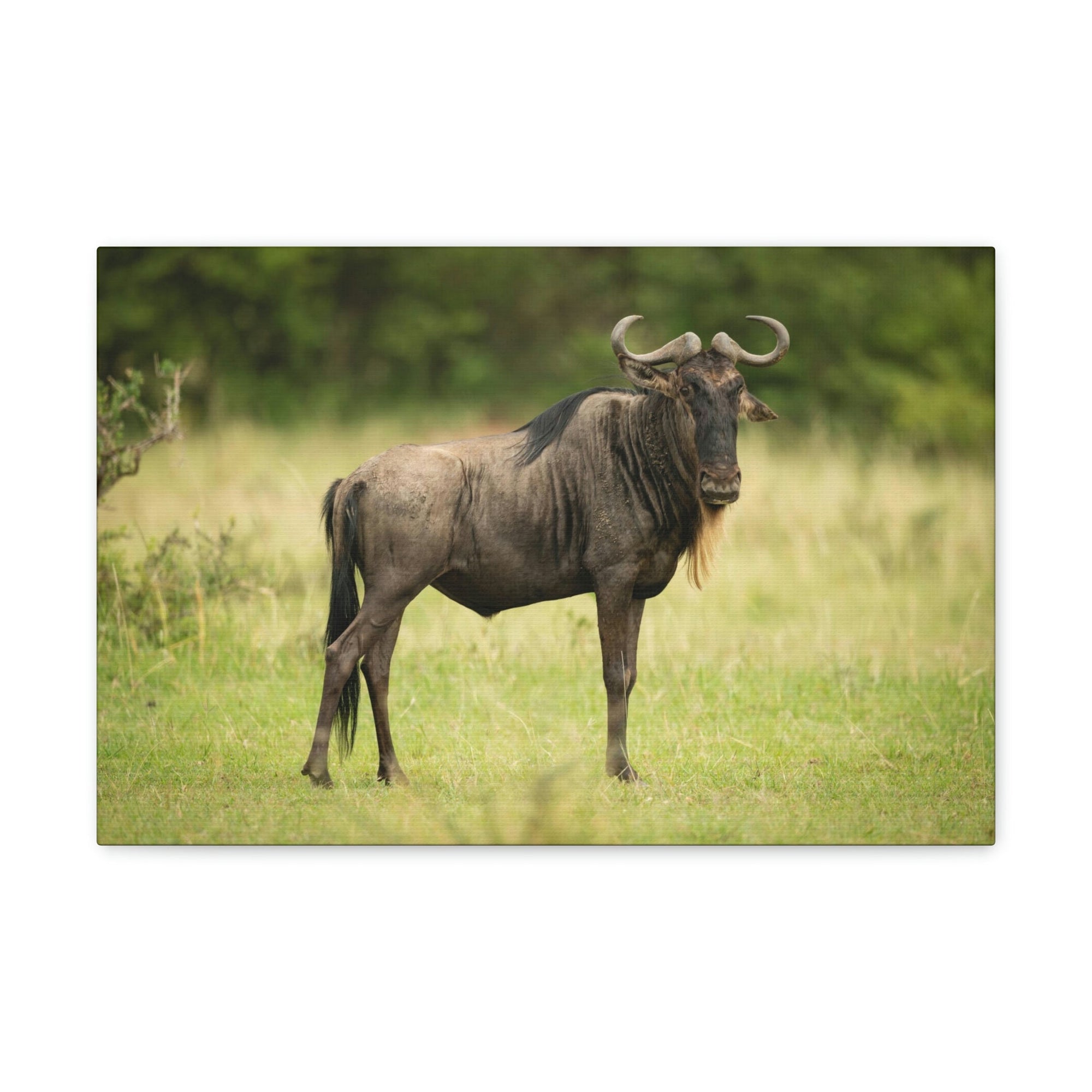 Funny Wildebeest Silly Wildebeest Scene Outdoor Wall Art Ready to Hang Unframed-Express Your Love Gifts