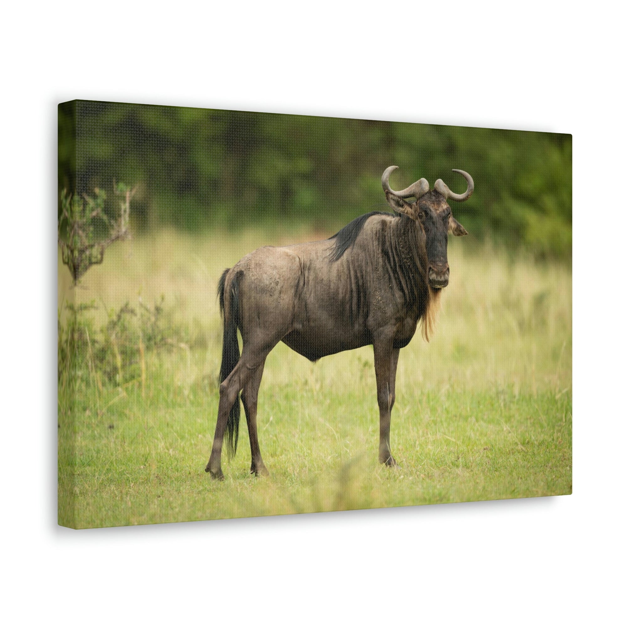 Funny Wildebeest Silly Wildebeest Scene Outdoor Wall Art Ready to Hang Unframed-Express Your Love Gifts