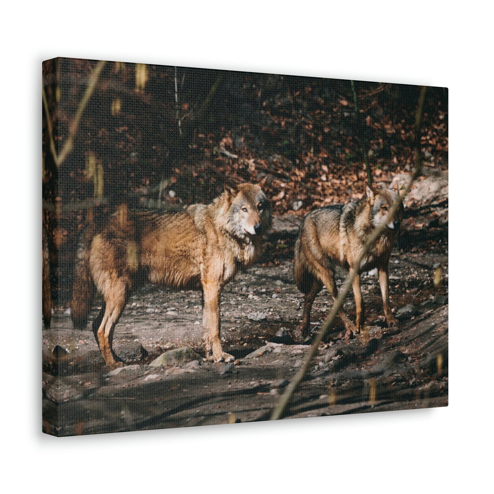 Funny Wolf Silly Wolf Scene Couple Wall Art Ready to Hang Unframed-Express Your Love Gifts