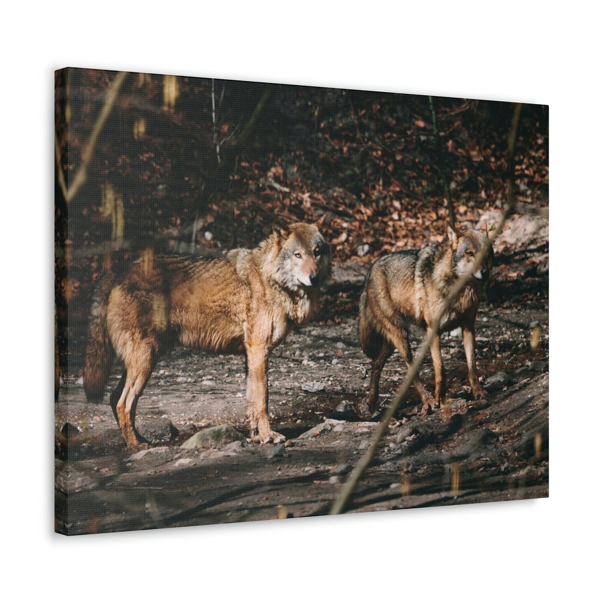 Funny Wolf Silly Wolf Scene Couple Wall Art Ready to Hang Unframed-Express Your Love Gifts