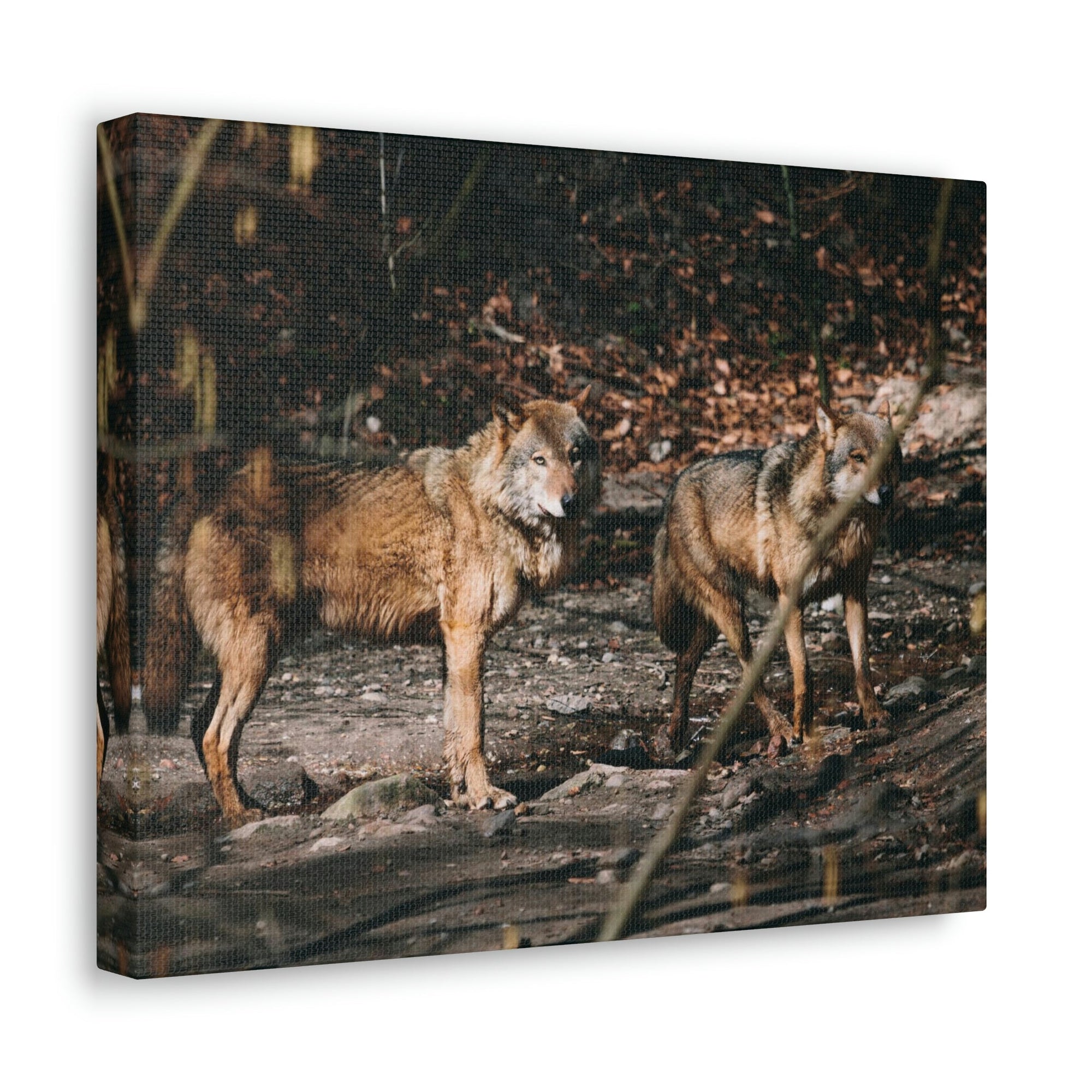 Funny Wolf Silly Wolf Scene Couple Wall Art Ready to Hang Unframed-Express Your Love Gifts