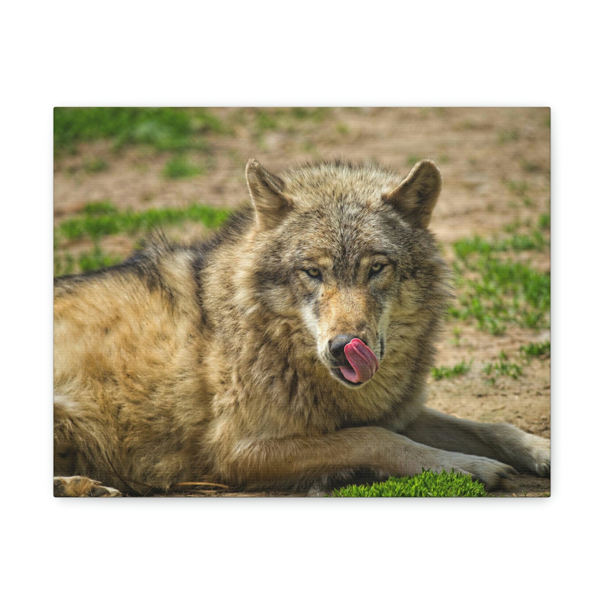 Funny Wolf Silly Wolf Scene Outside Wall Art Ready to Hang Unframed-Express Your Love Gifts