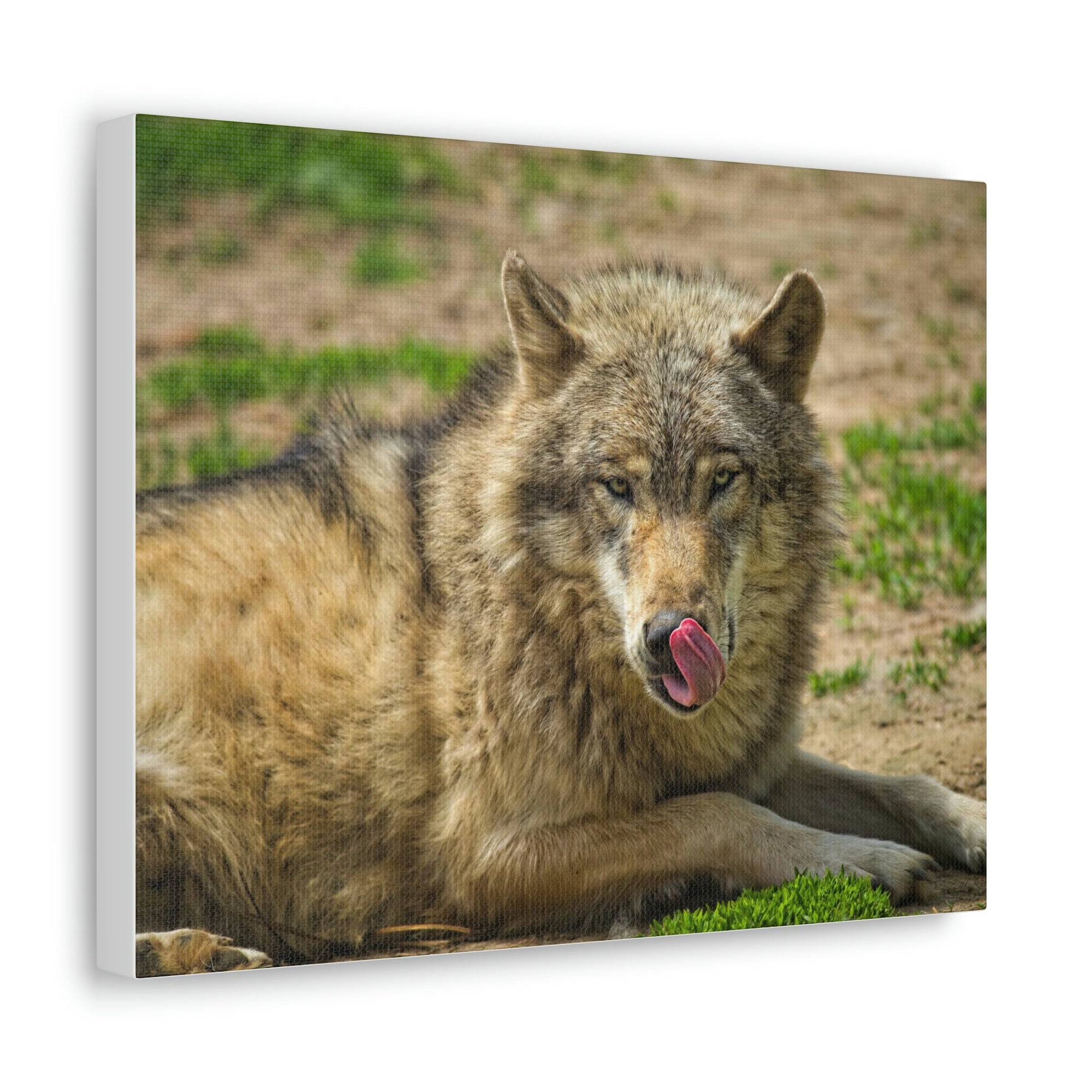 Funny Wolf Silly Wolf Scene Outside Wall Art Ready to Hang Unframed-Express Your Love Gifts