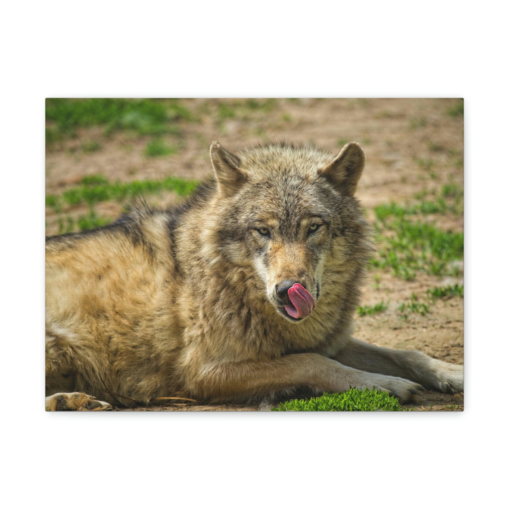 Funny Wolf Silly Wolf Scene Outside Wall Art Ready to Hang Unframed-Express Your Love Gifts