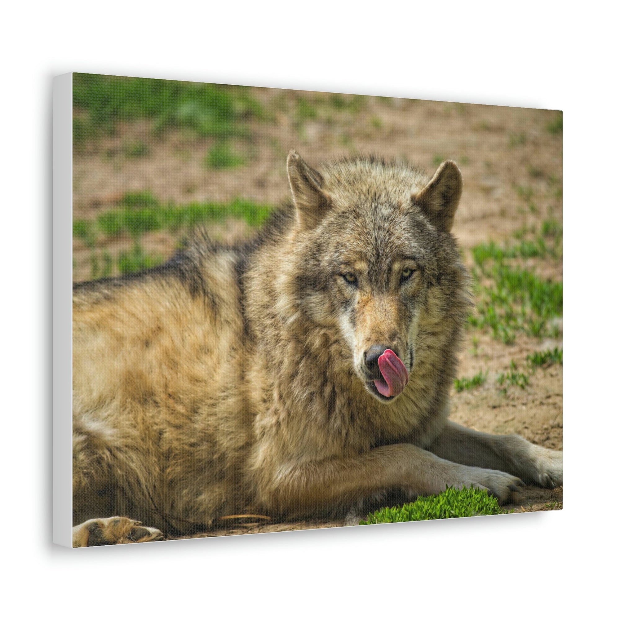 Funny Wolf Silly Wolf Scene Outside Wall Art Ready to Hang Unframed-Express Your Love Gifts