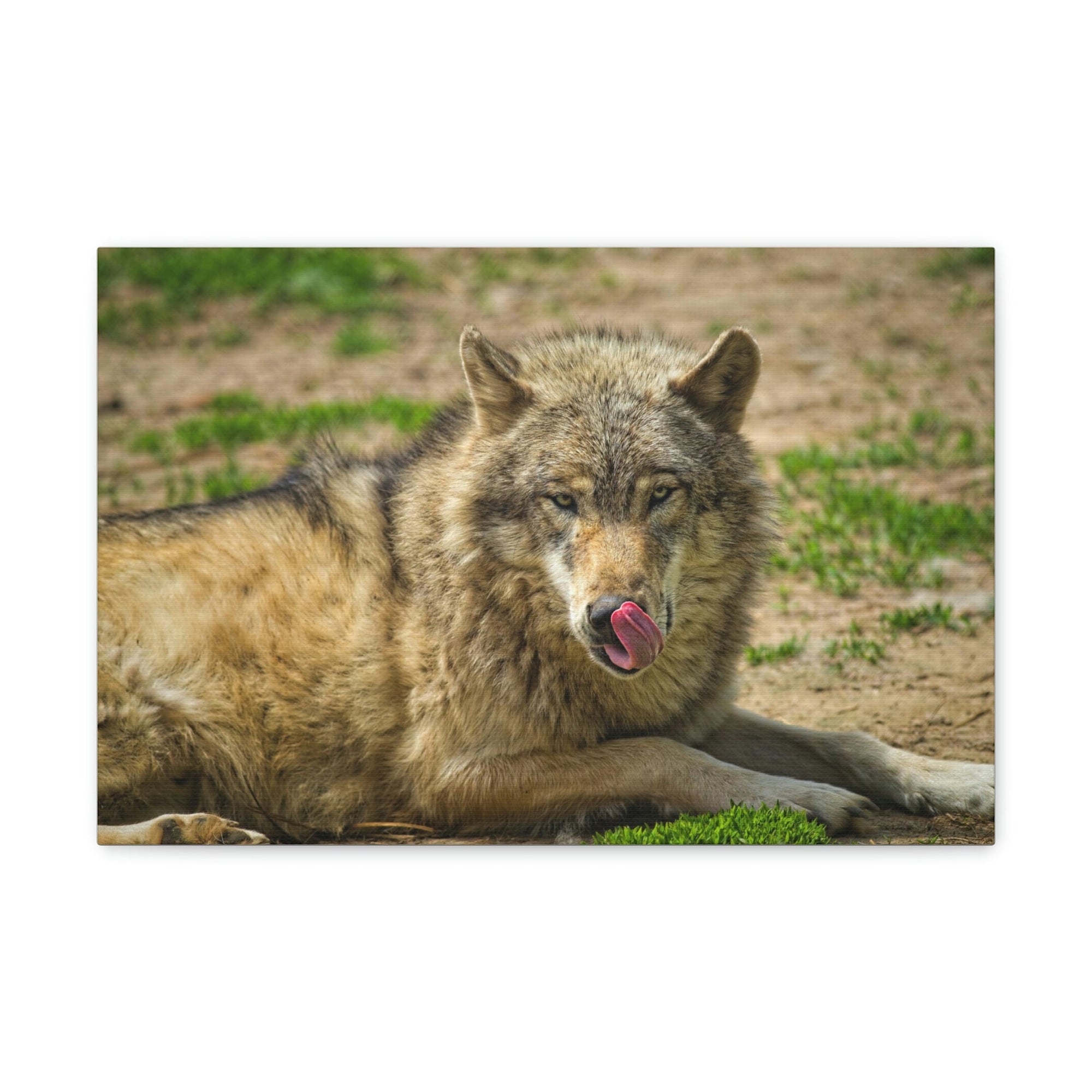 Funny Wolf Silly Wolf Scene Outside Wall Art Ready to Hang Unframed-Express Your Love Gifts