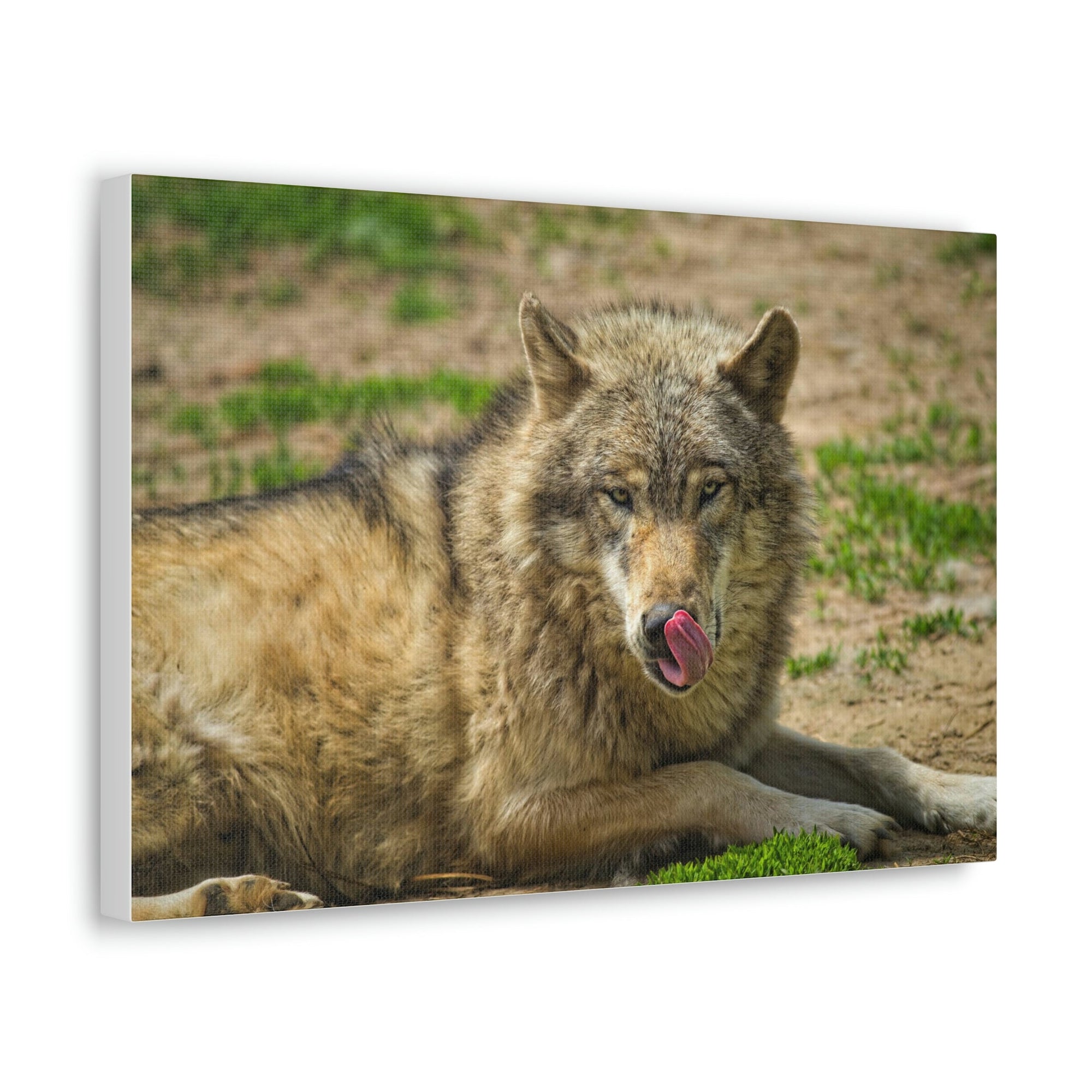 Funny Wolf Silly Wolf Scene Outside Wall Art Ready to Hang Unframed-Express Your Love Gifts