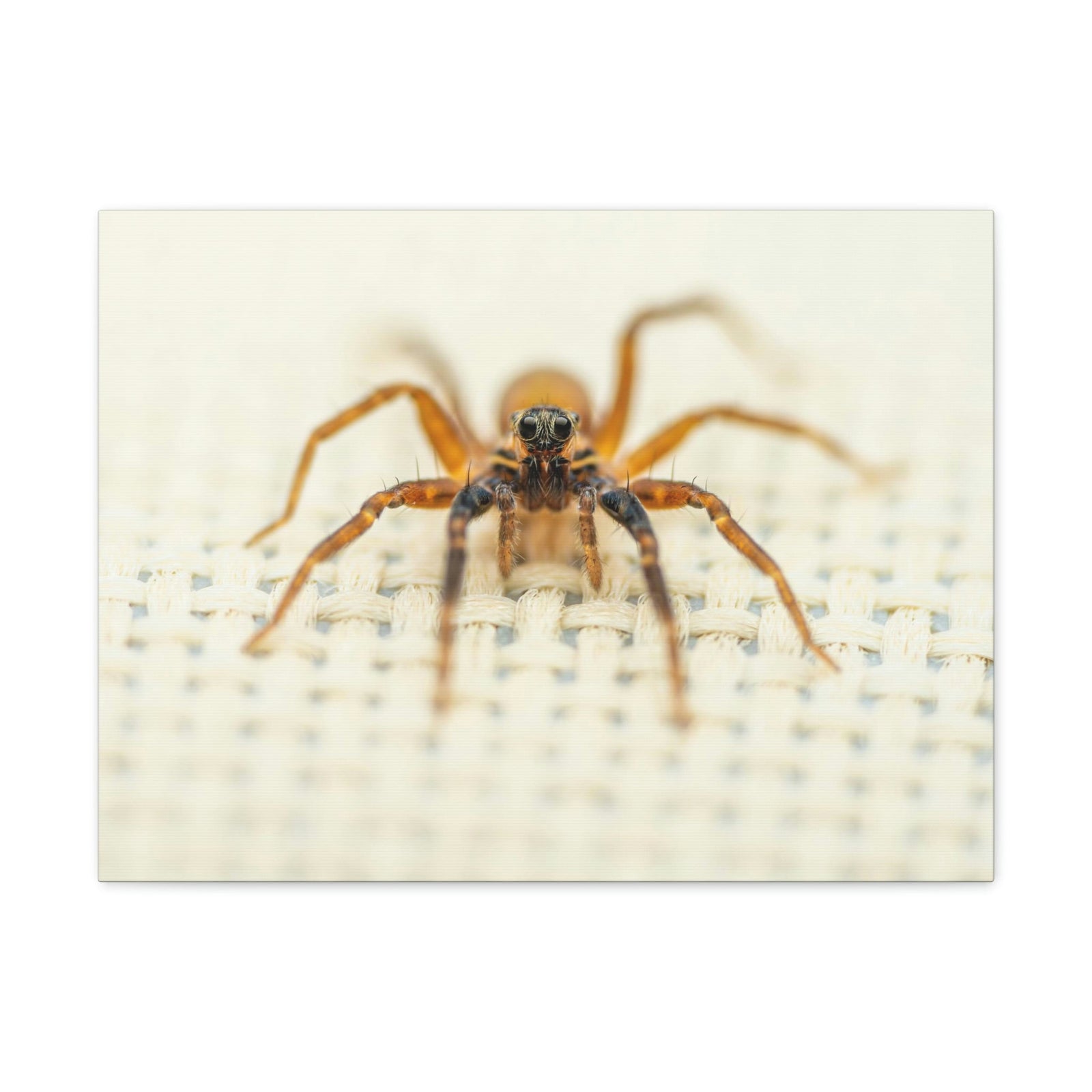 Funny Wolf Spider Silly Wolf Spider Scene Inside Wall Art Ready to Hang Unframed-Express Your Love Gifts