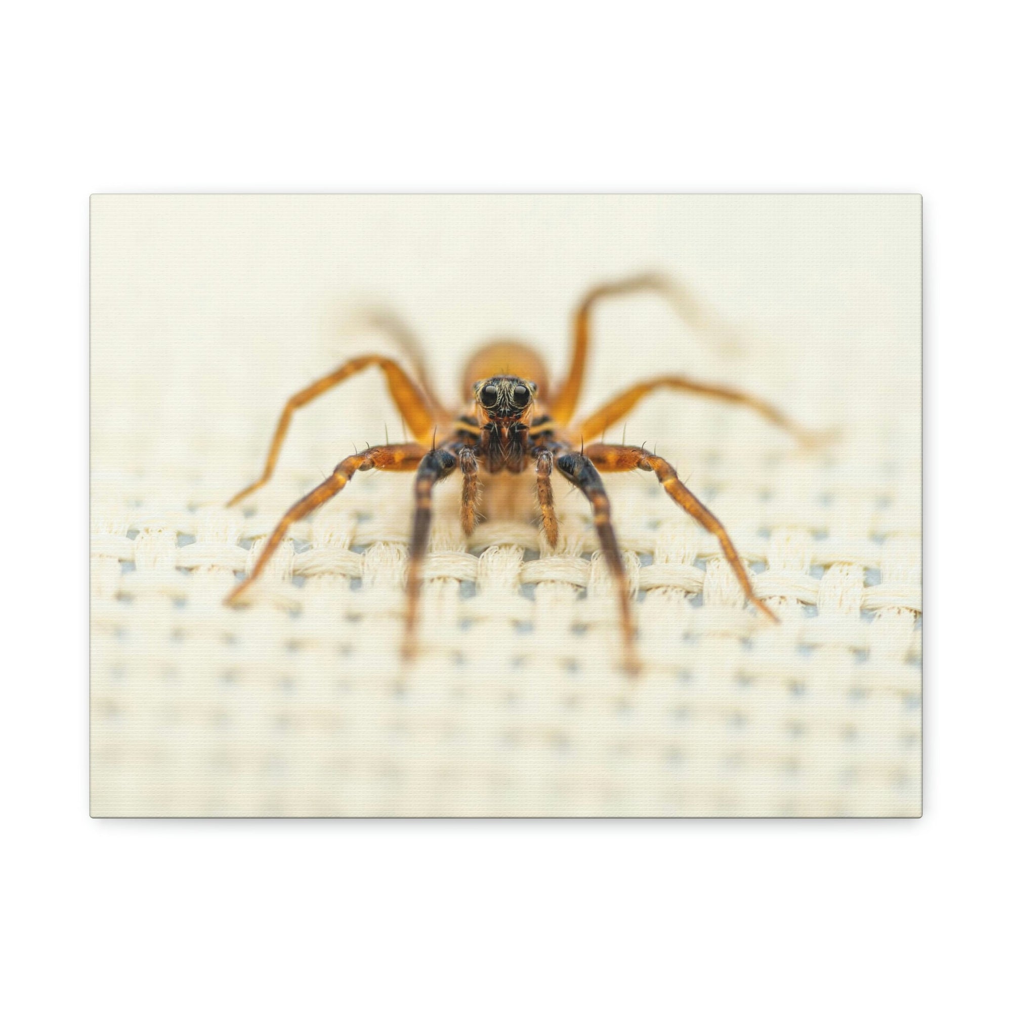 Funny Wolf Spider Silly Wolf Spider Scene Inside Wall Art Ready to Hang Unframed-Express Your Love Gifts