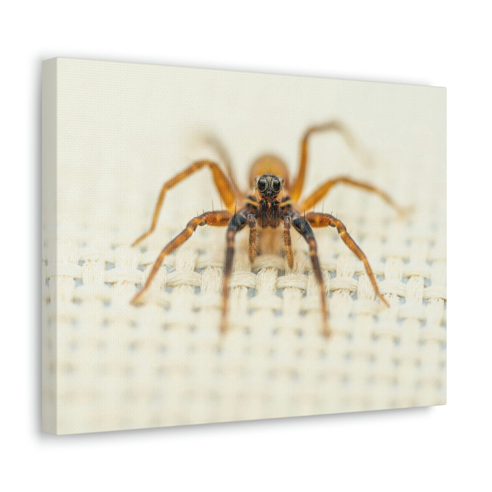 Funny Wolf Spider Silly Wolf Spider Scene Inside Wall Art Ready to Hang Unframed-Express Your Love Gifts