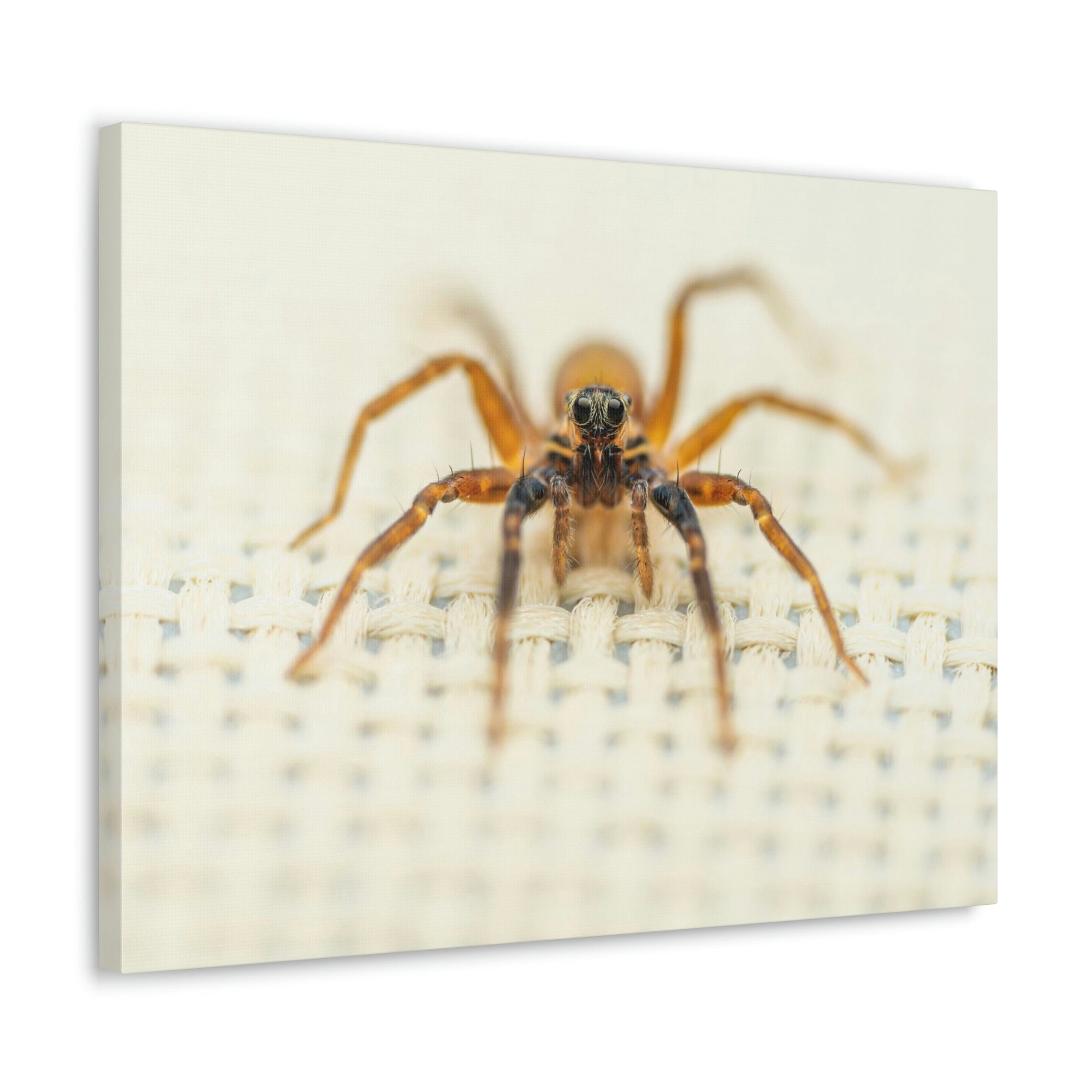 Funny Wolf Spider Silly Wolf Spider Scene Inside Wall Art Ready to Hang Unframed-Express Your Love Gifts