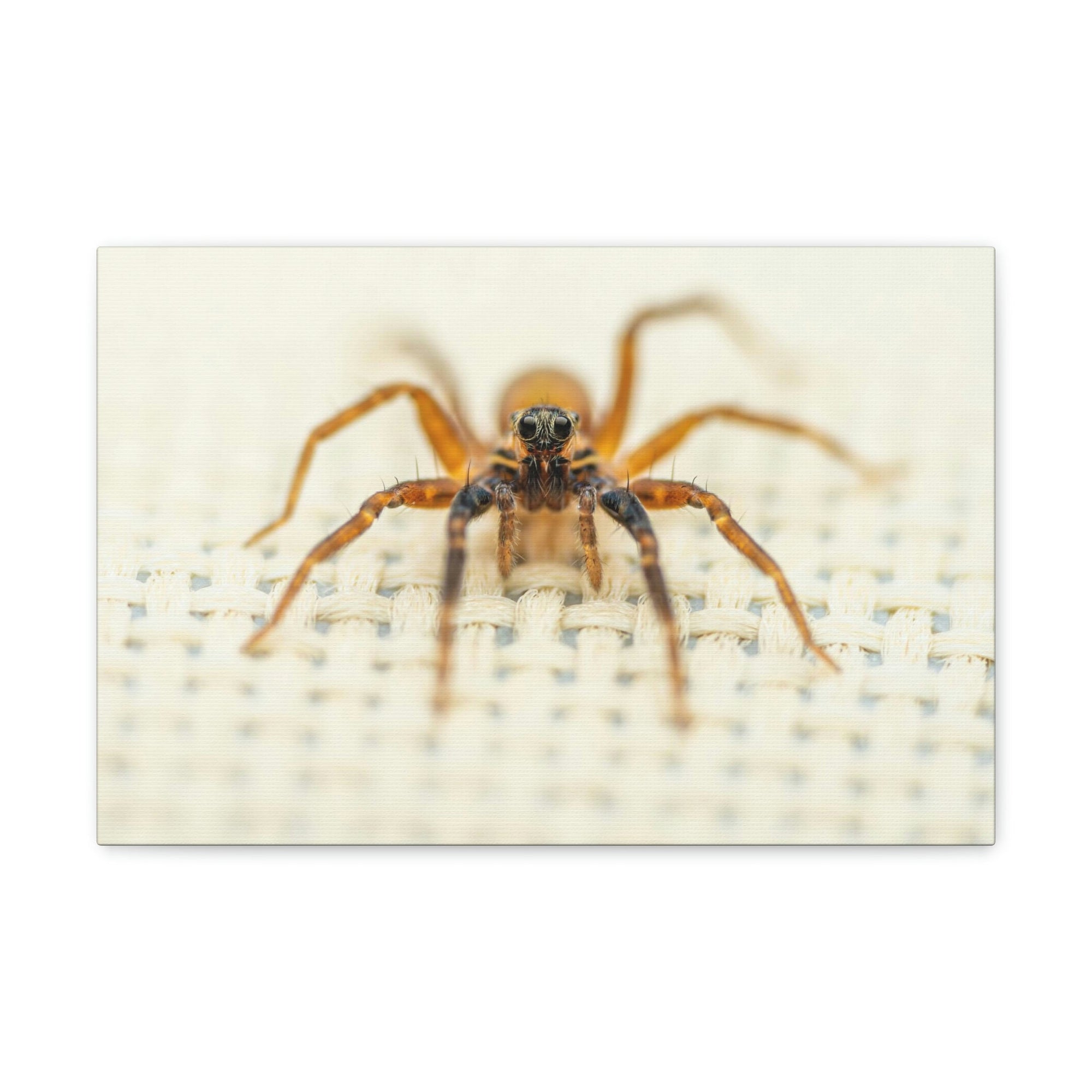 Funny Wolf Spider Silly Wolf Spider Scene Inside Wall Art Ready to Hang Unframed-Express Your Love Gifts