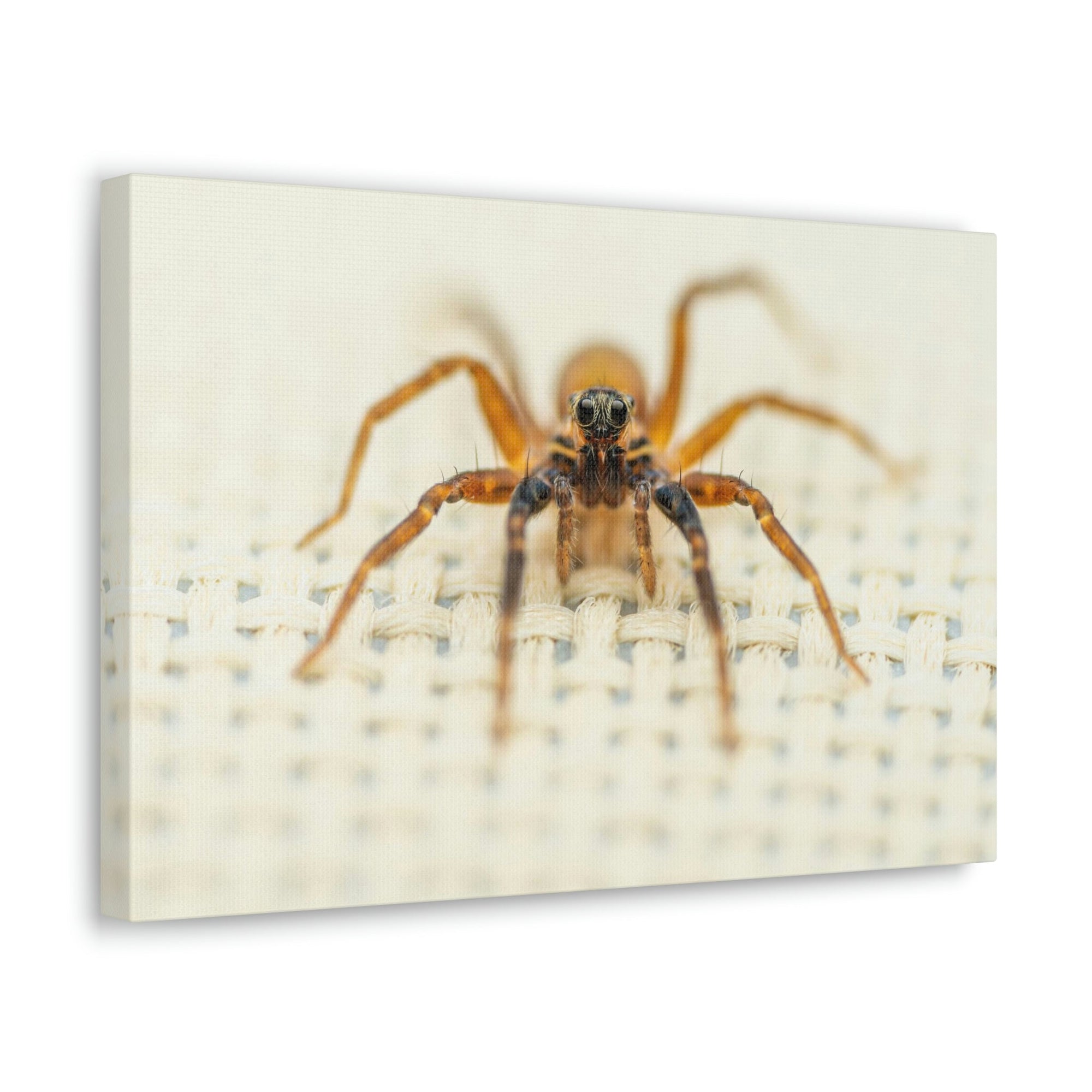 Funny Wolf Spider Silly Wolf Spider Scene Inside Wall Art Ready to Hang Unframed-Express Your Love Gifts