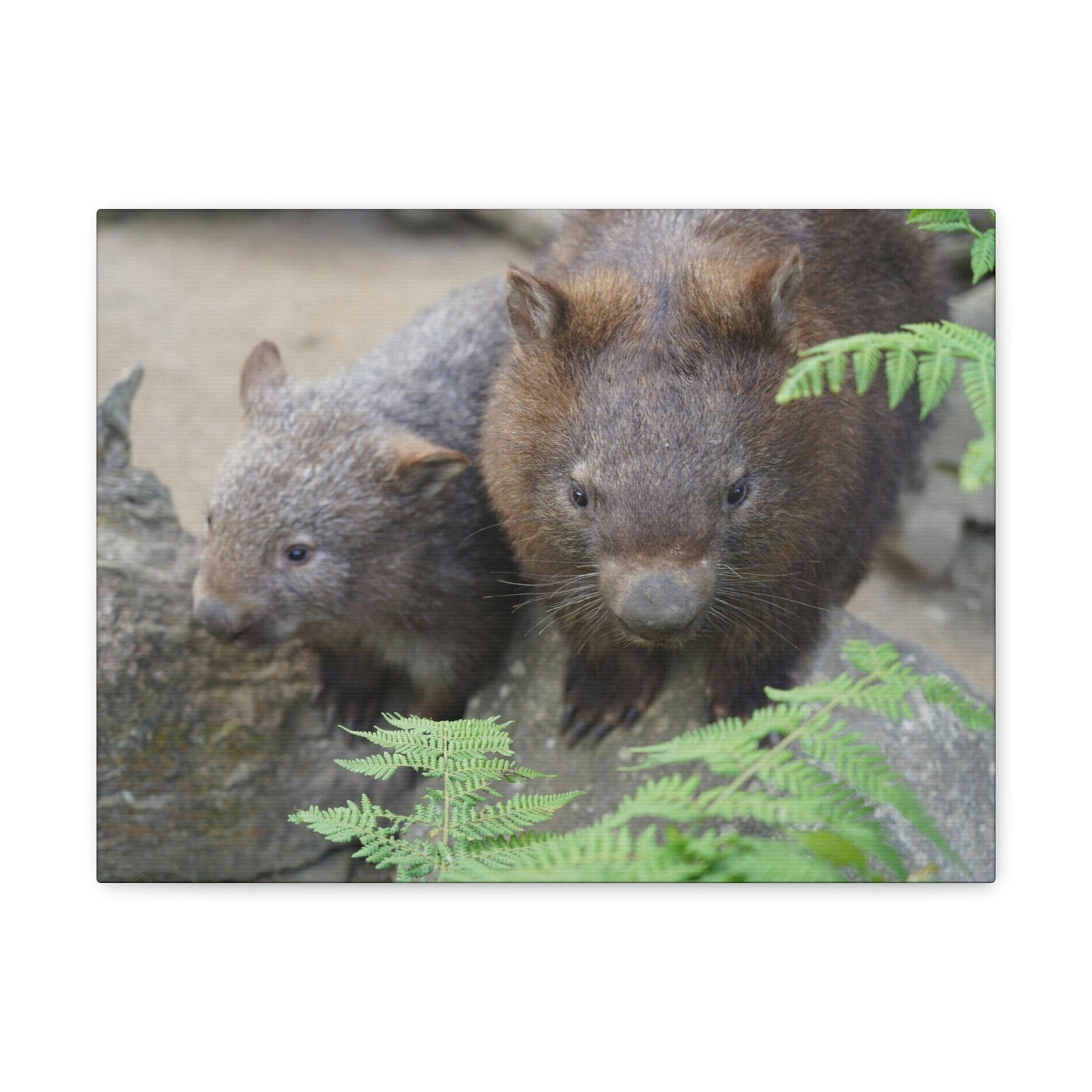 Funny Wombat Silly Wombat Scene Couple Wall Art Ready to Hang Unframed-Express Your Love Gifts