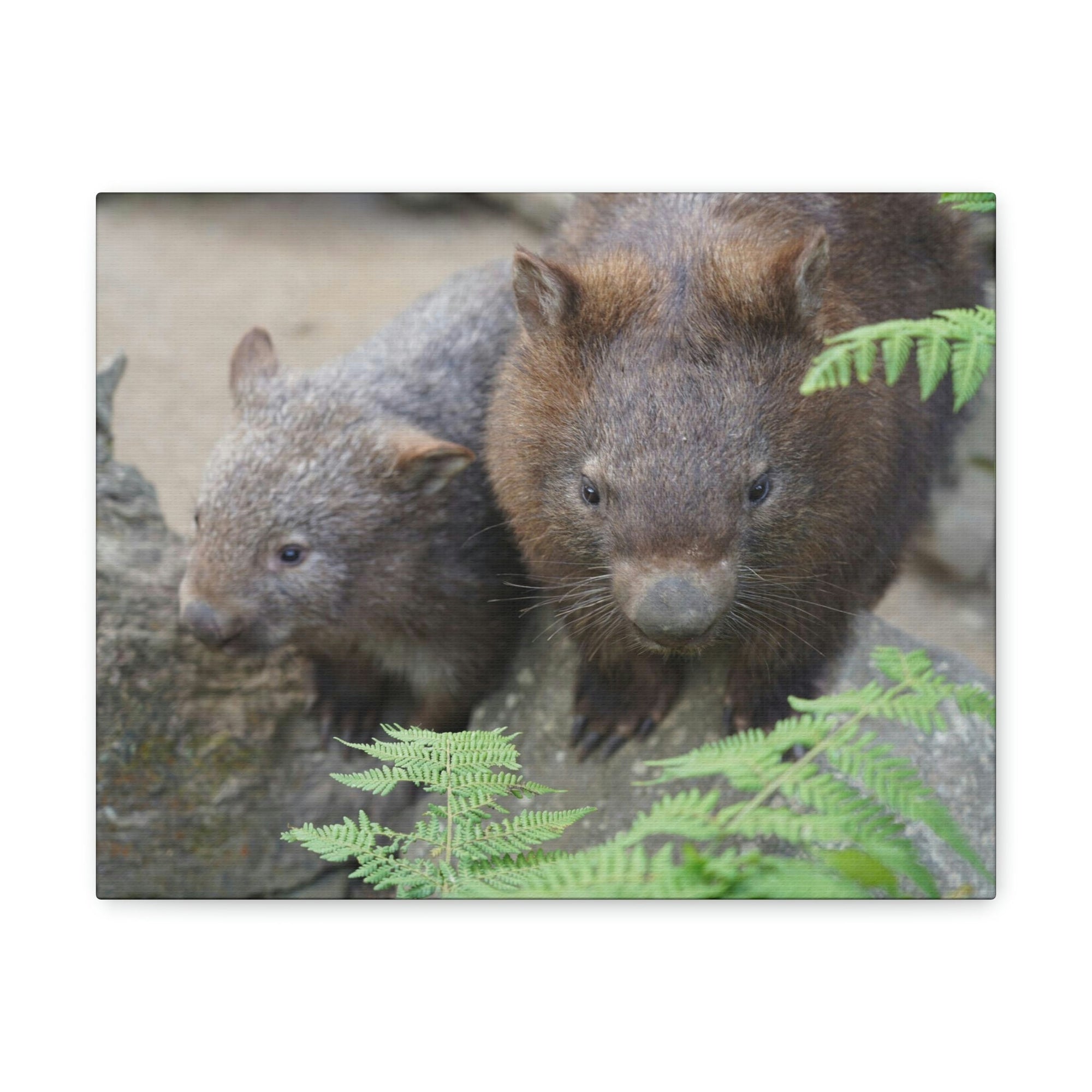 Funny Wombat Silly Wombat Scene Couple Wall Art Ready to Hang Unframed-Express Your Love Gifts