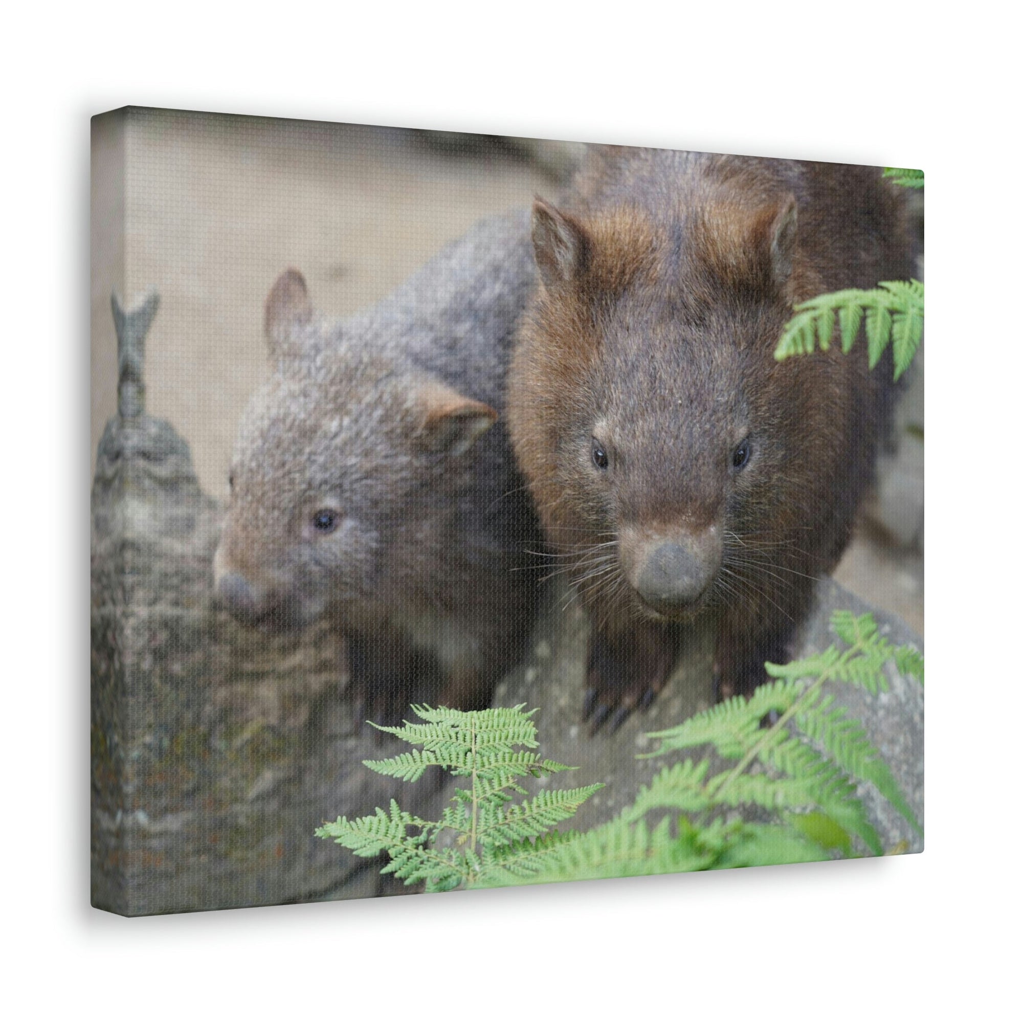 Funny Wombat Silly Wombat Scene Couple Wall Art Ready to Hang Unframed-Express Your Love Gifts