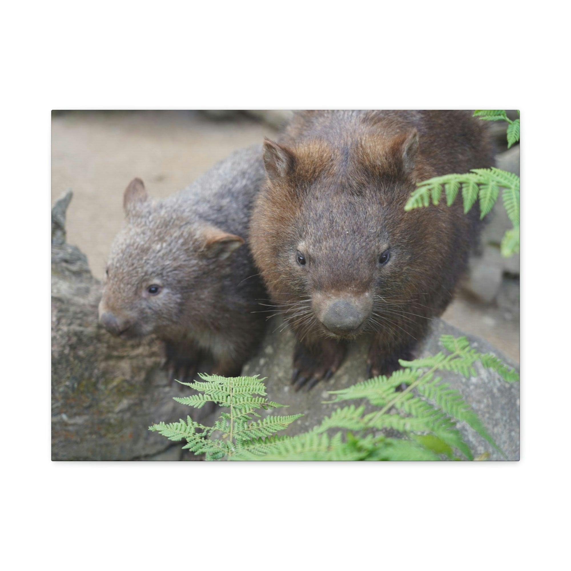 Funny Wombat Silly Wombat Scene Couple Wall Art Ready to Hang Unframed-Express Your Love Gifts