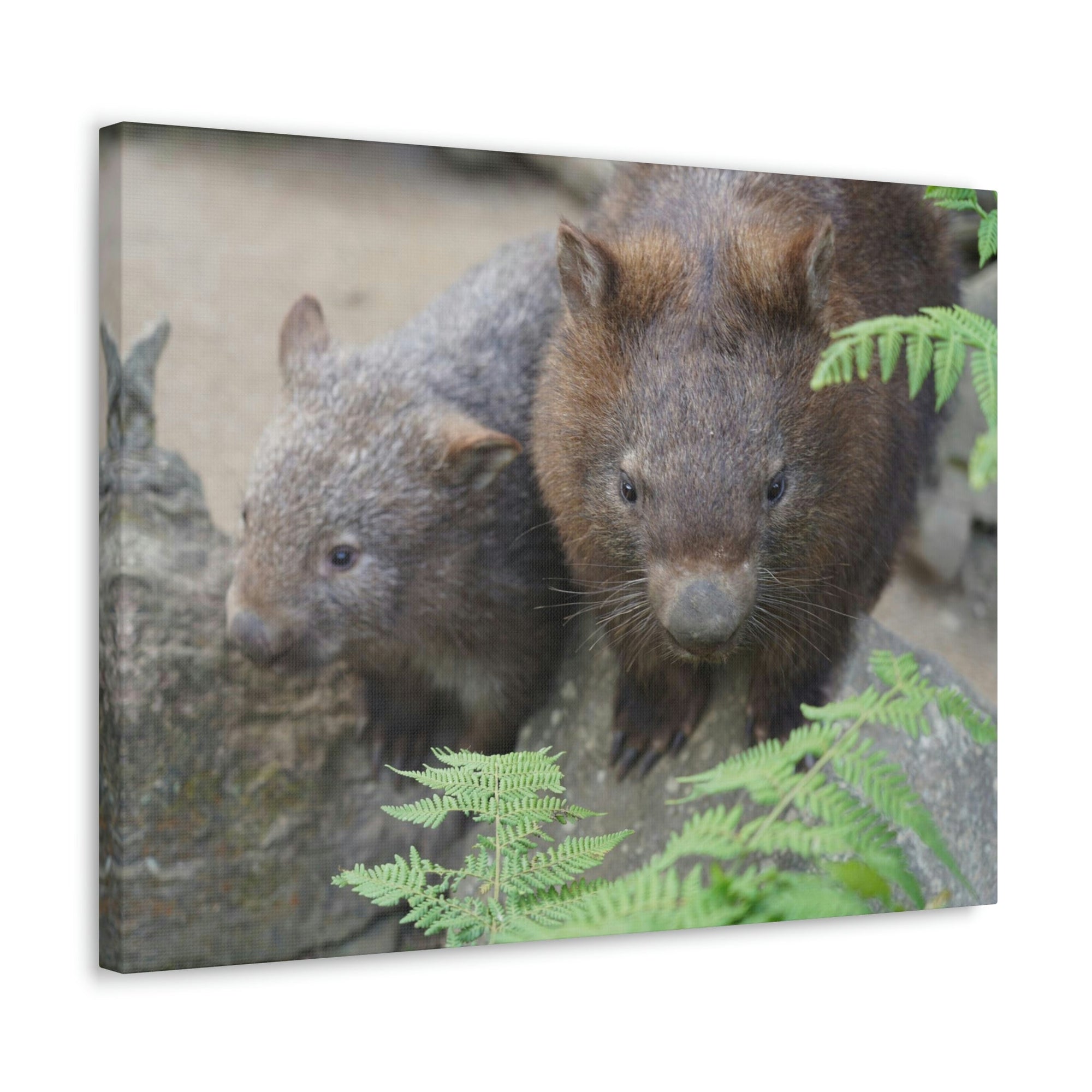 Funny Wombat Silly Wombat Scene Couple Wall Art Ready to Hang Unframed-Express Your Love Gifts