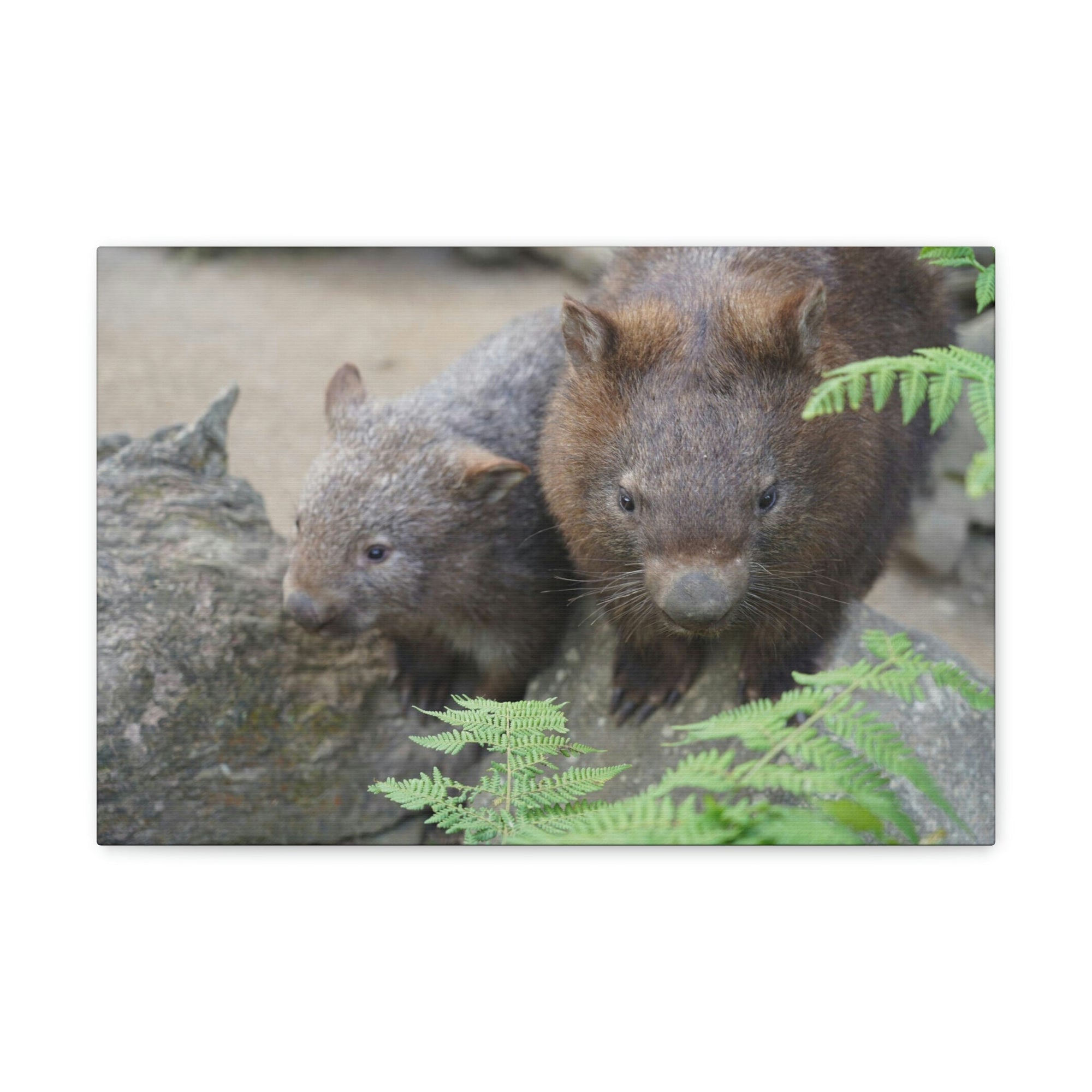 Funny Wombat Silly Wombat Scene Couple Wall Art Ready to Hang Unframed-Express Your Love Gifts