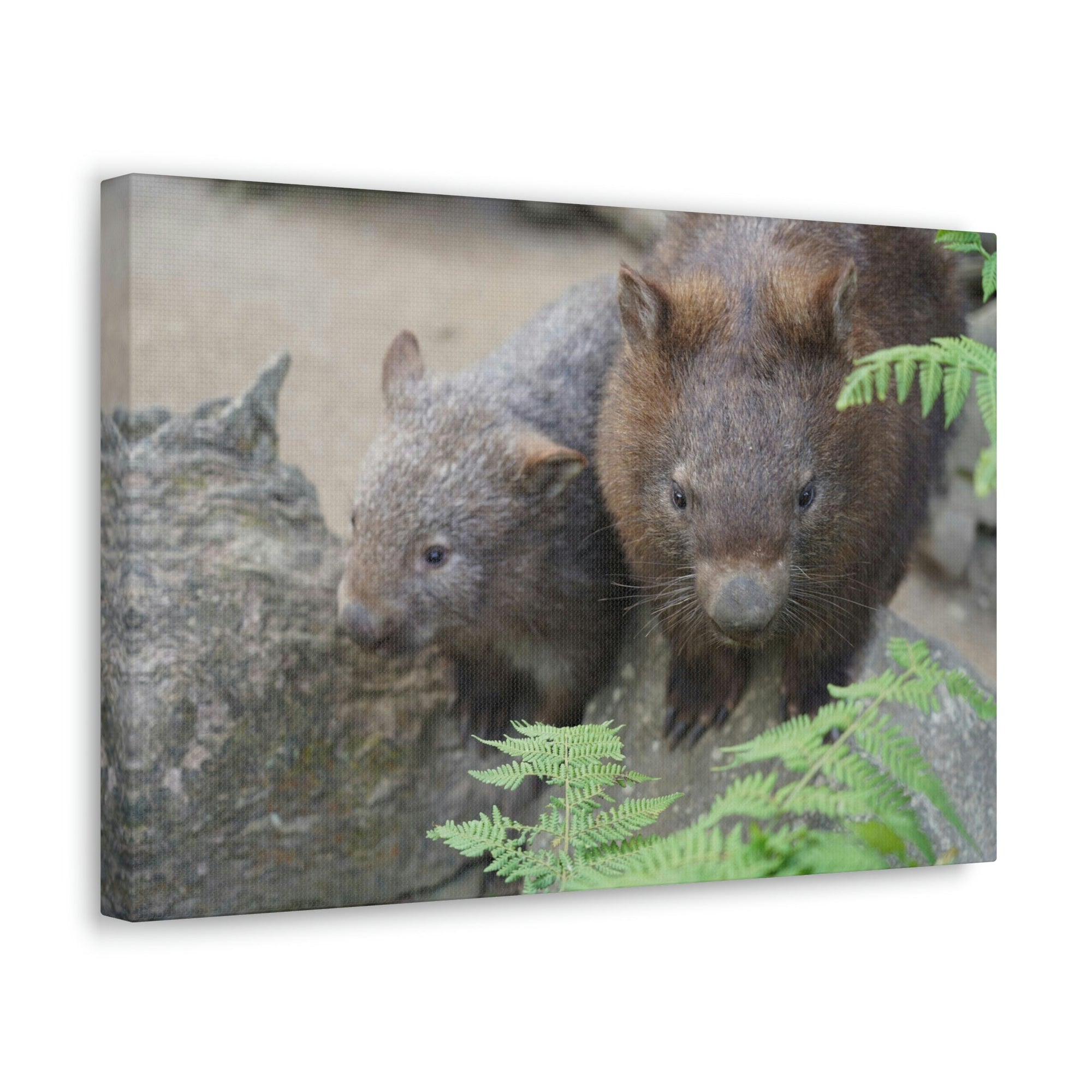 Funny Wombat Silly Wombat Scene Couple Wall Art Ready to Hang Unframed-Express Your Love Gifts