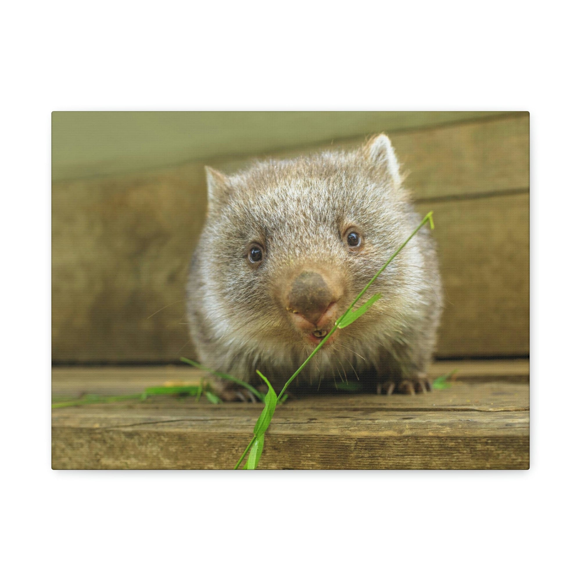 Funny Wombat Silly Wombat Scene Outdoor Wall Art Ready to Hang Unframed-Express Your Love Gifts