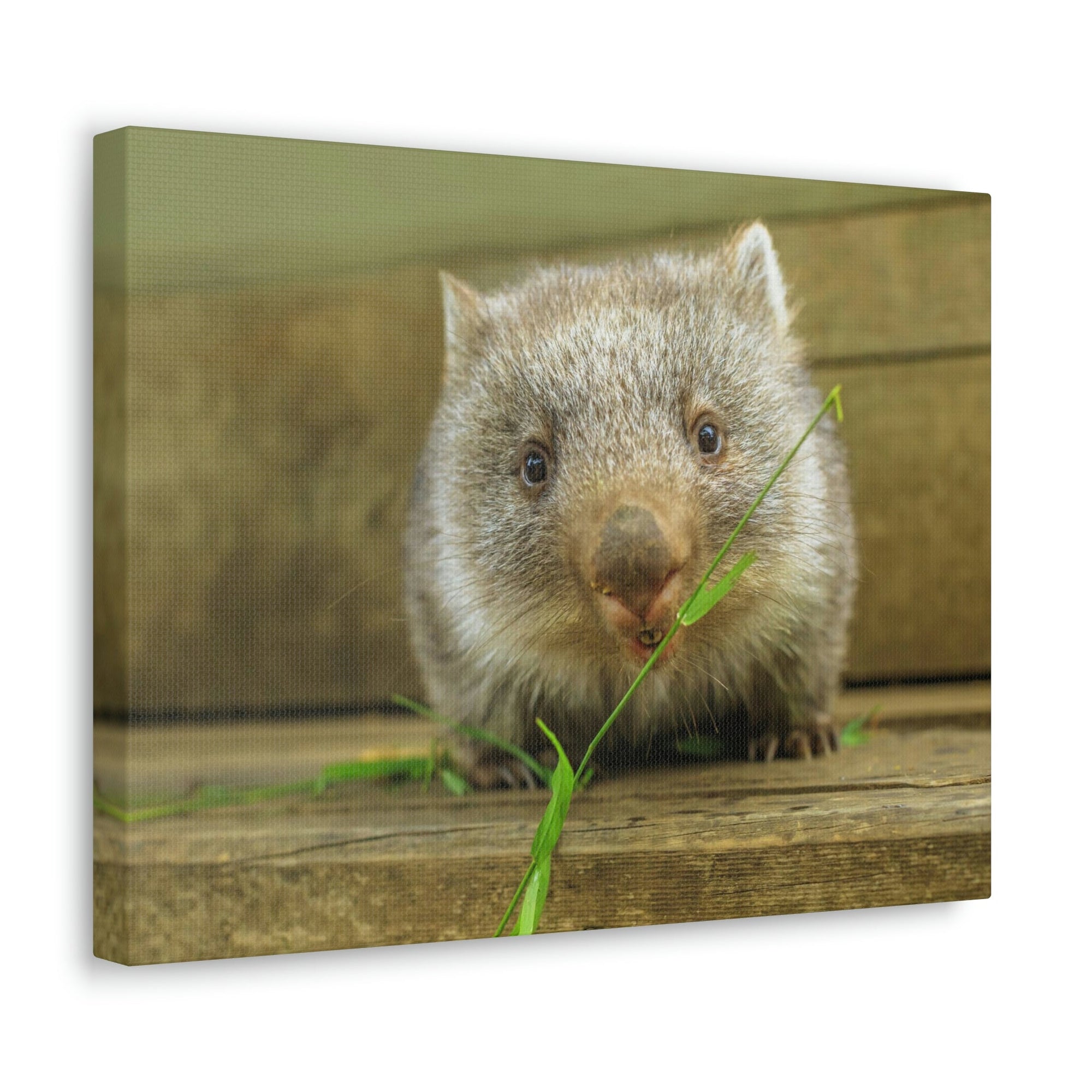 Funny Wombat Silly Wombat Scene Outdoor Wall Art Ready to Hang Unframed-Express Your Love Gifts