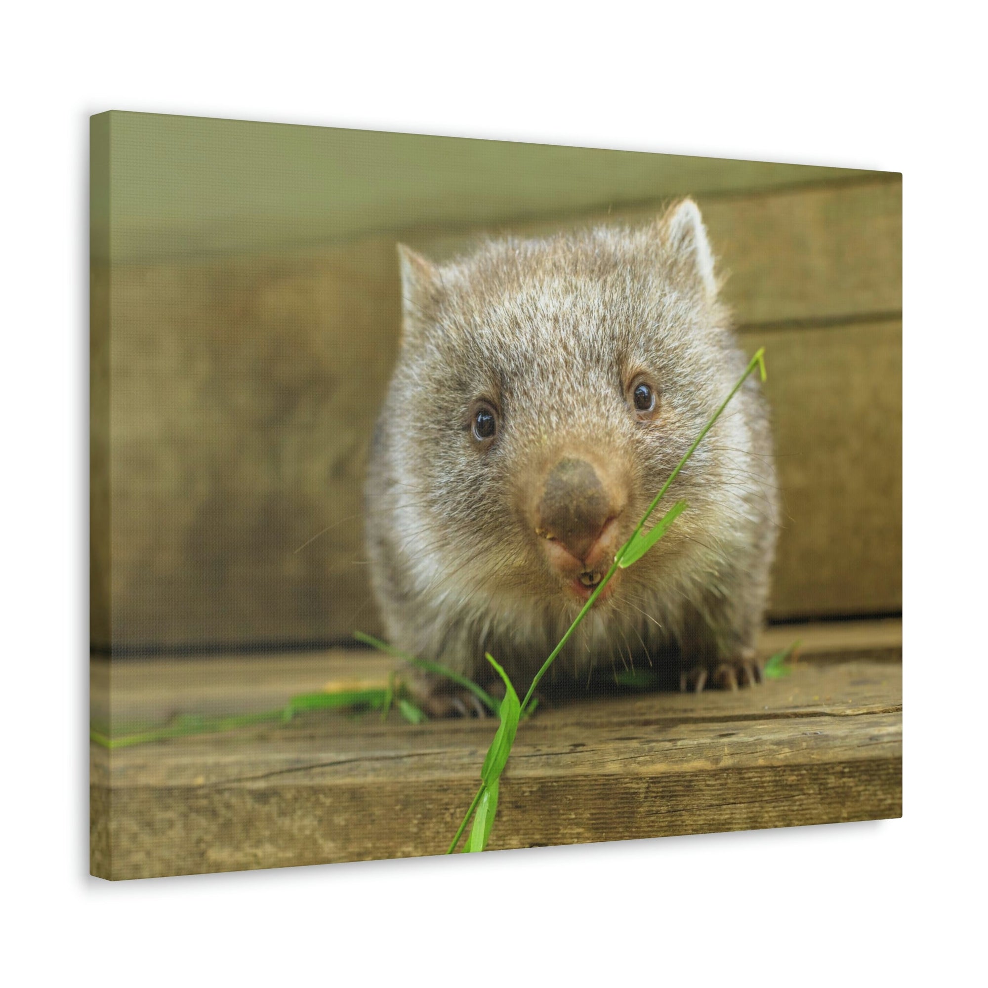 Funny Wombat Silly Wombat Scene Outdoor Wall Art Ready to Hang Unframed-Express Your Love Gifts