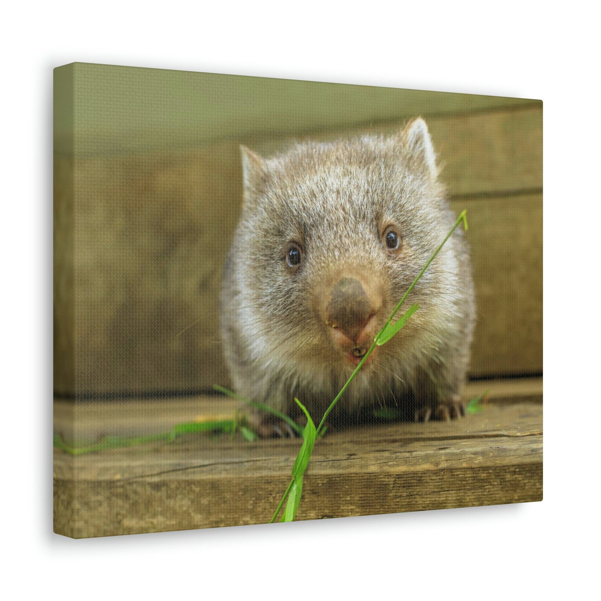 Funny Wombat Silly Wombat Scene Outdoor Wall Art Ready to Hang Unframed-Express Your Love Gifts