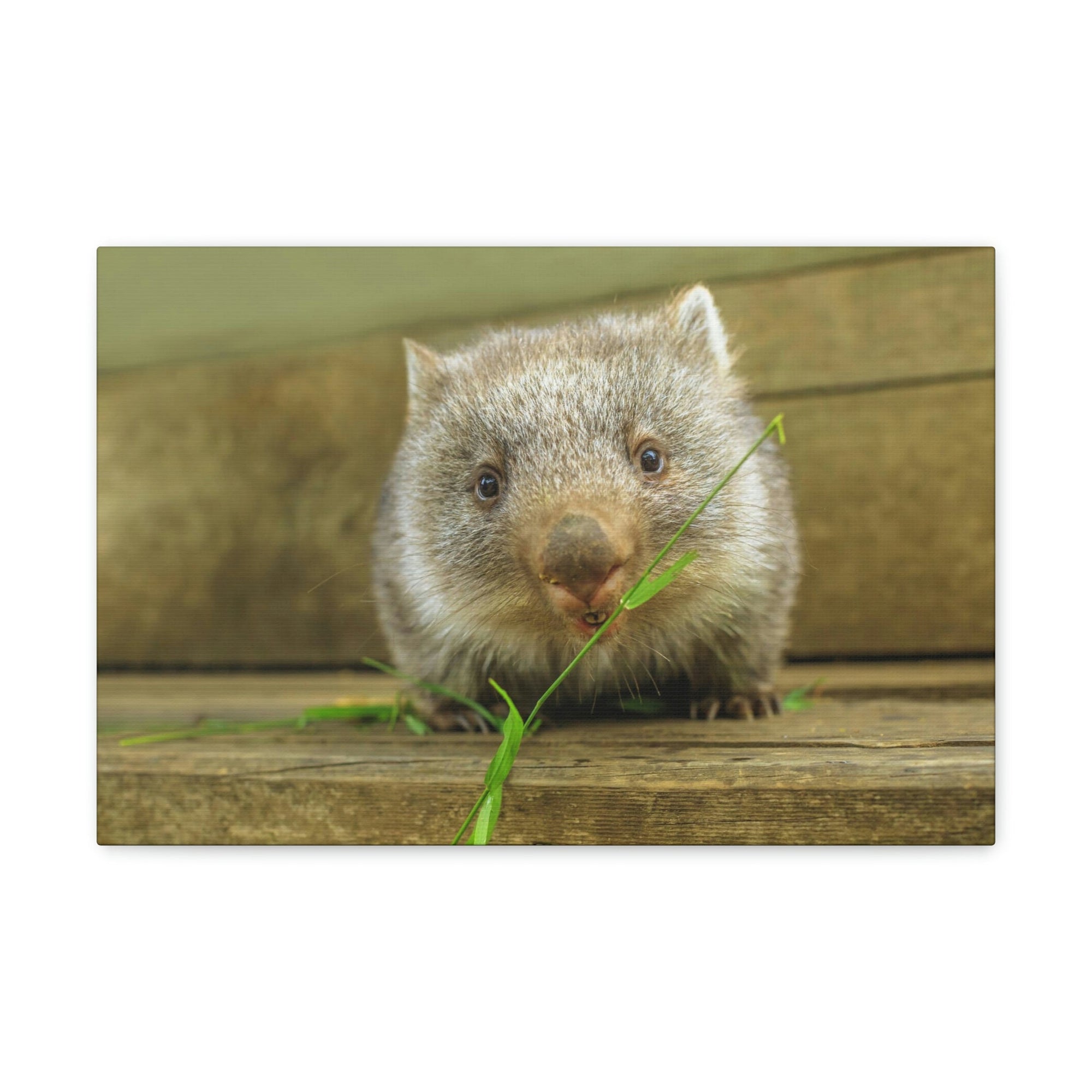 Funny Wombat Silly Wombat Scene Outdoor Wall Art Ready to Hang Unframed-Express Your Love Gifts