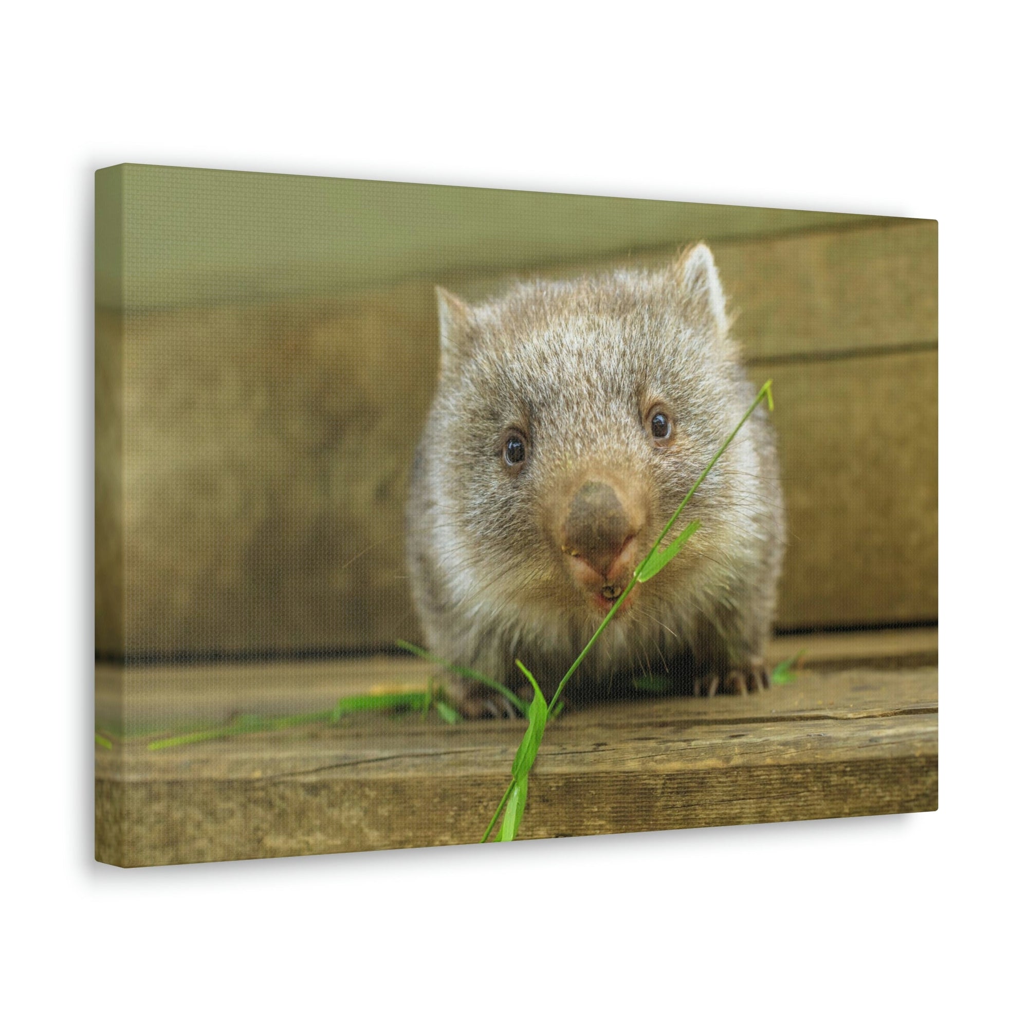 Funny Wombat Silly Wombat Scene Outdoor Wall Art Ready to Hang Unframed-Express Your Love Gifts