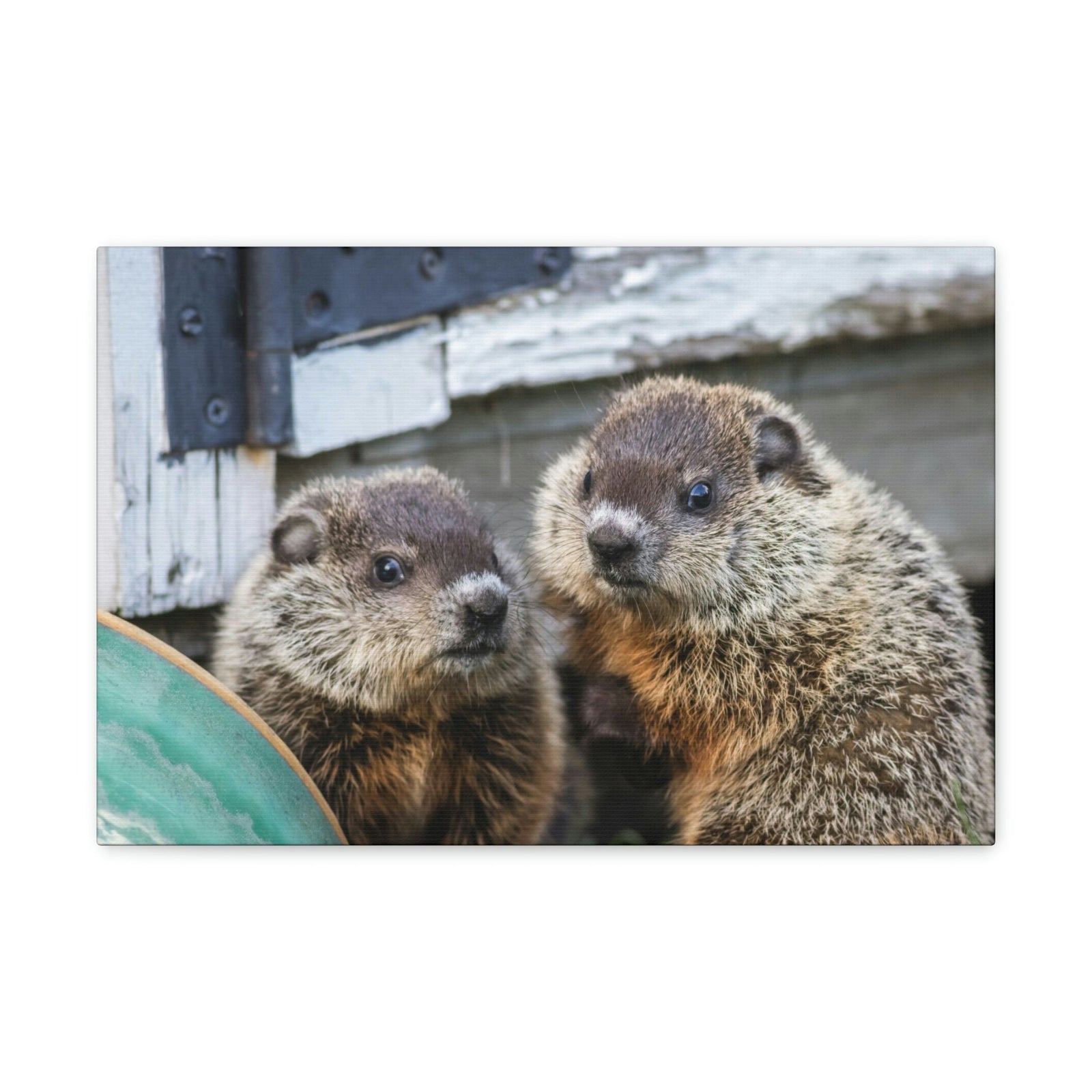 Funny Woodchuck Silly Woodchuck Scene Couple Wall Art Ready to Hang Unframed-Express Your Love Gifts