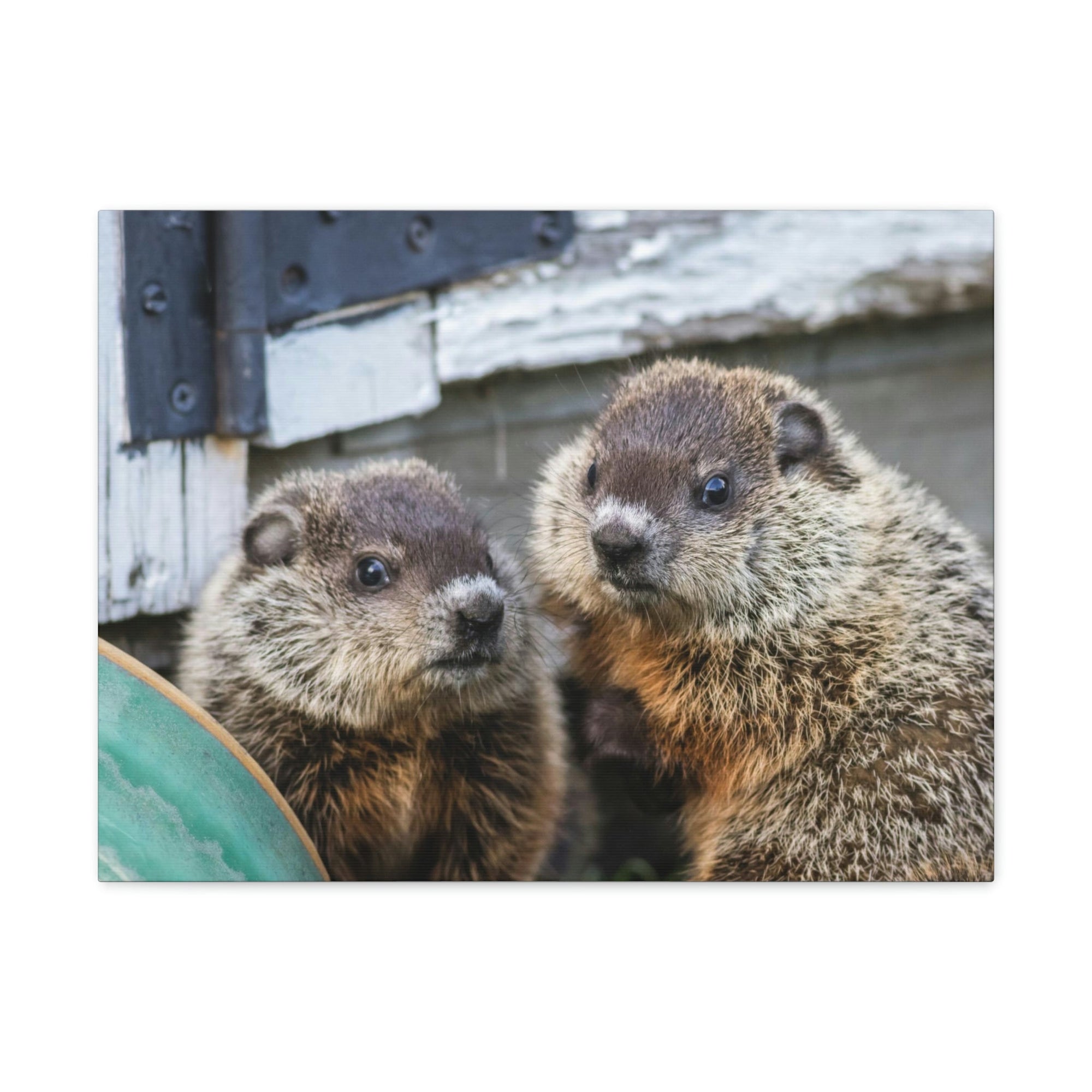 Funny Woodchuck Silly Woodchuck Scene Couple Wall Art Ready to Hang Unframed-Express Your Love Gifts