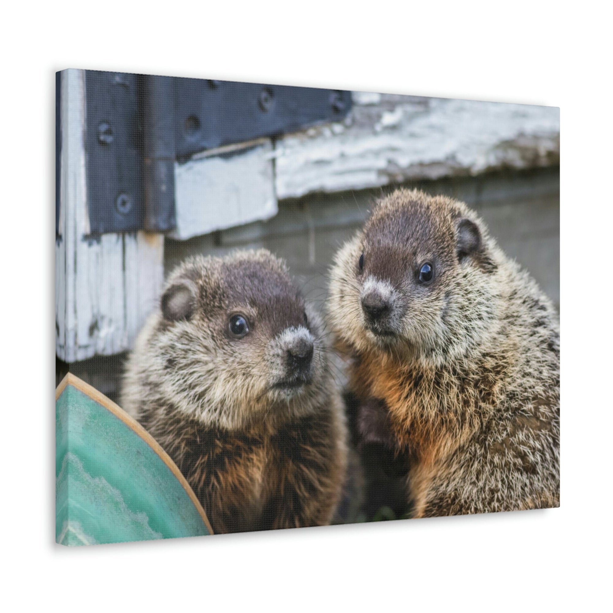 Funny Woodchuck Silly Woodchuck Scene Couple Wall Art Ready to Hang Unframed-Express Your Love Gifts