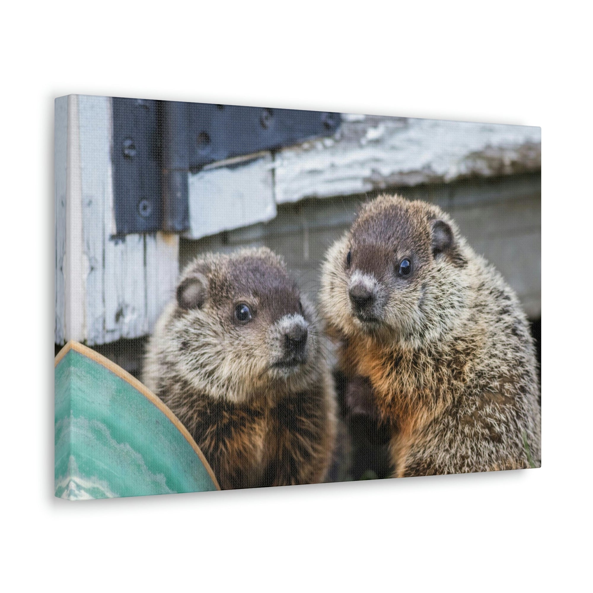 Funny Woodchuck Silly Woodchuck Scene Couple Wall Art Ready to Hang Unframed-Express Your Love Gifts