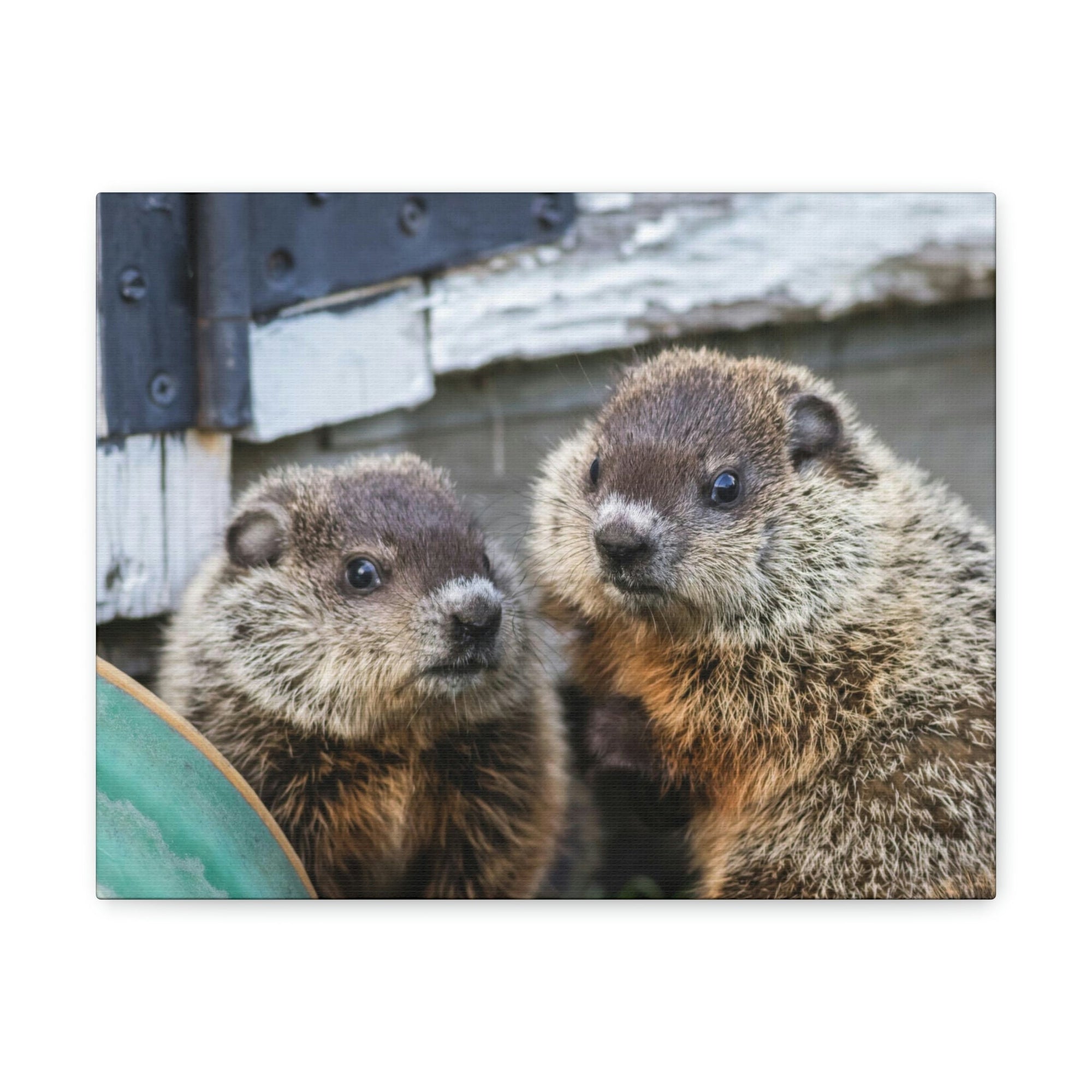 Funny Woodchuck Silly Woodchuck Scene Couple Wall Art Ready to Hang Unframed-Express Your Love Gifts