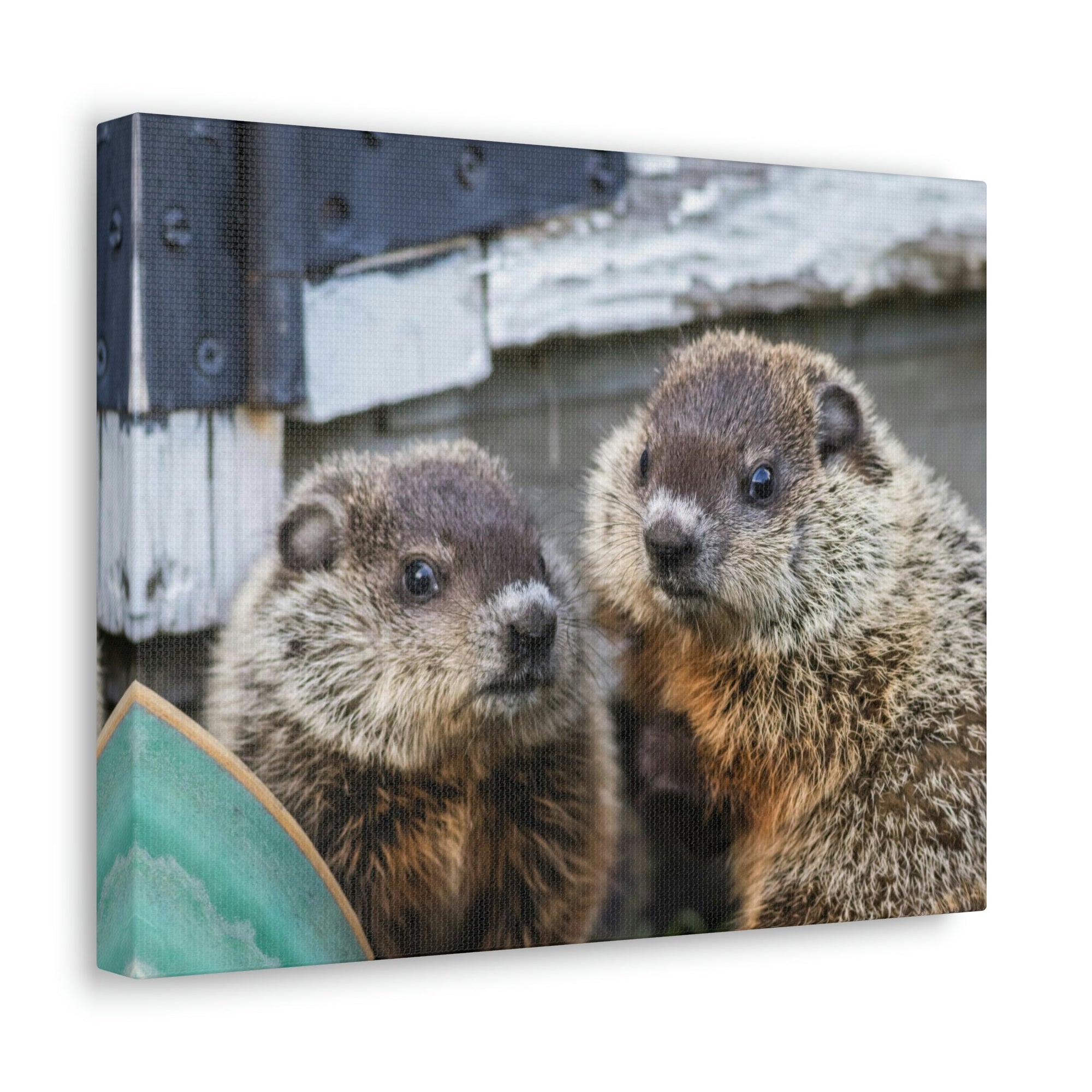 Funny Woodchuck Silly Woodchuck Scene Couple Wall Art Ready to Hang Unframed-Express Your Love Gifts