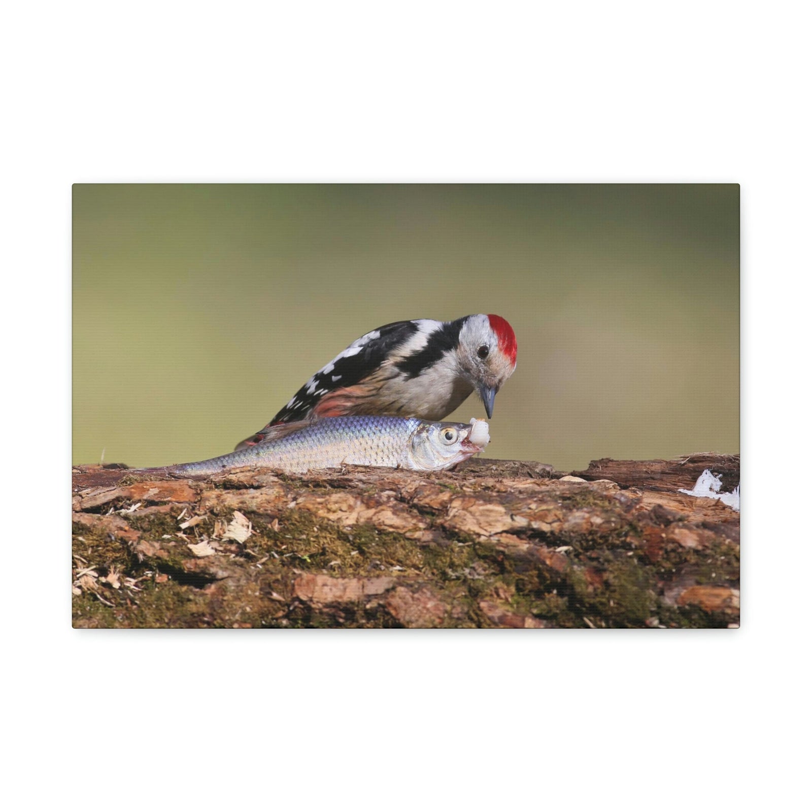 Funny Woodpecker Silly Woodpecker Scene Outside Wall Art Ready to Hang Unframed-Express Your Love Gifts